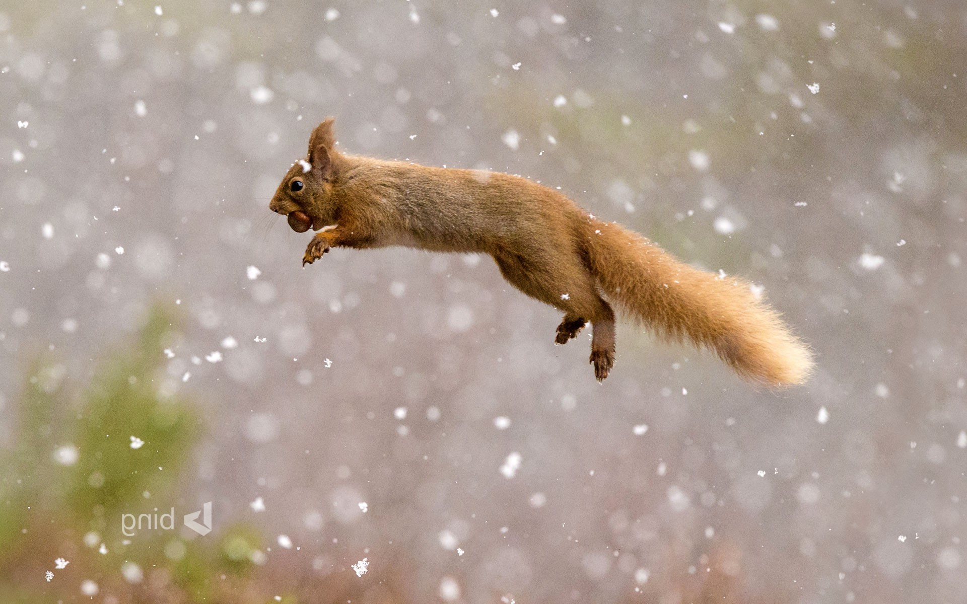 squirreles, animals, HD Wallpaper