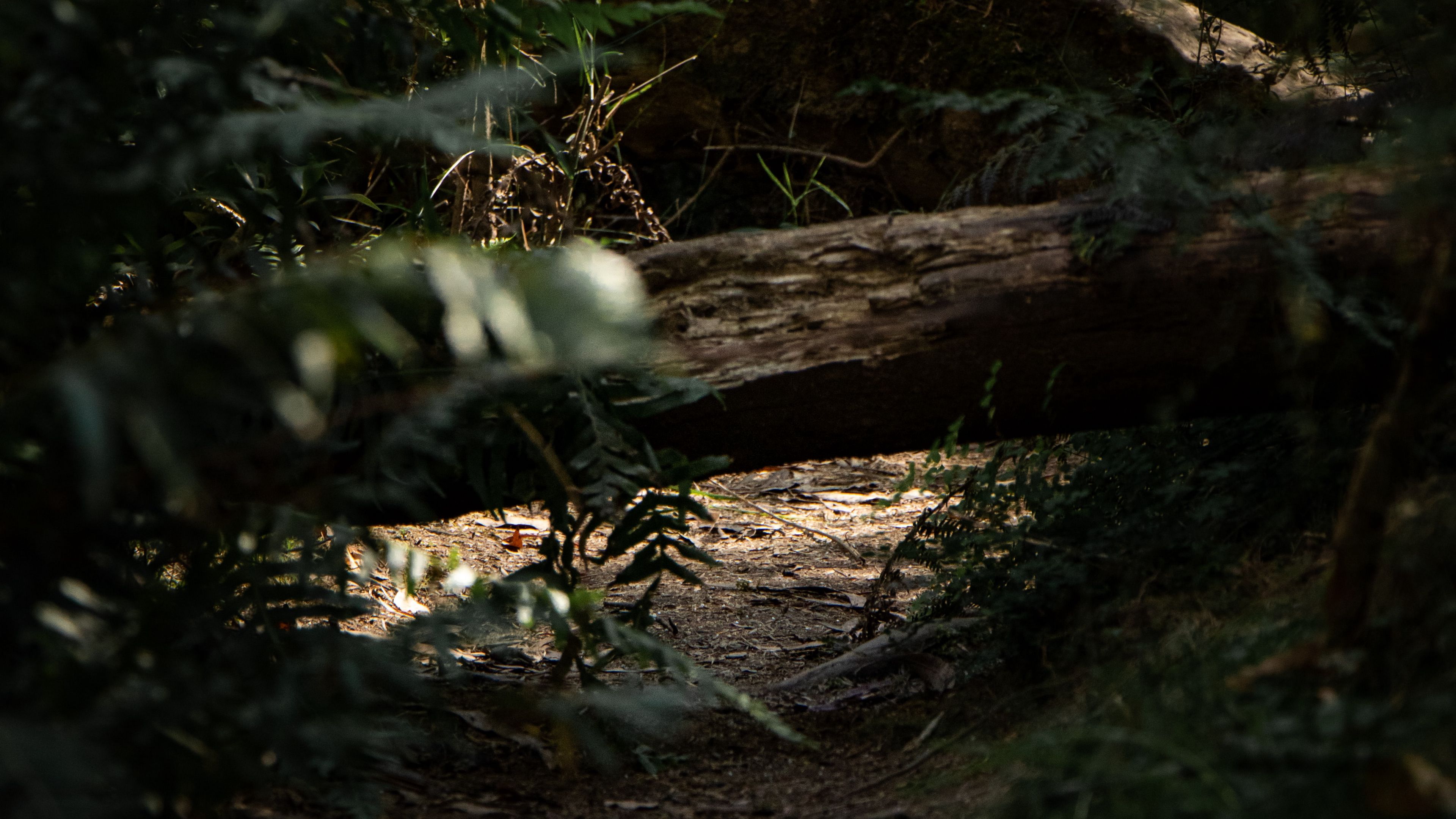 forest, path, log, bushes, nature, 4k, HD Wallpaper