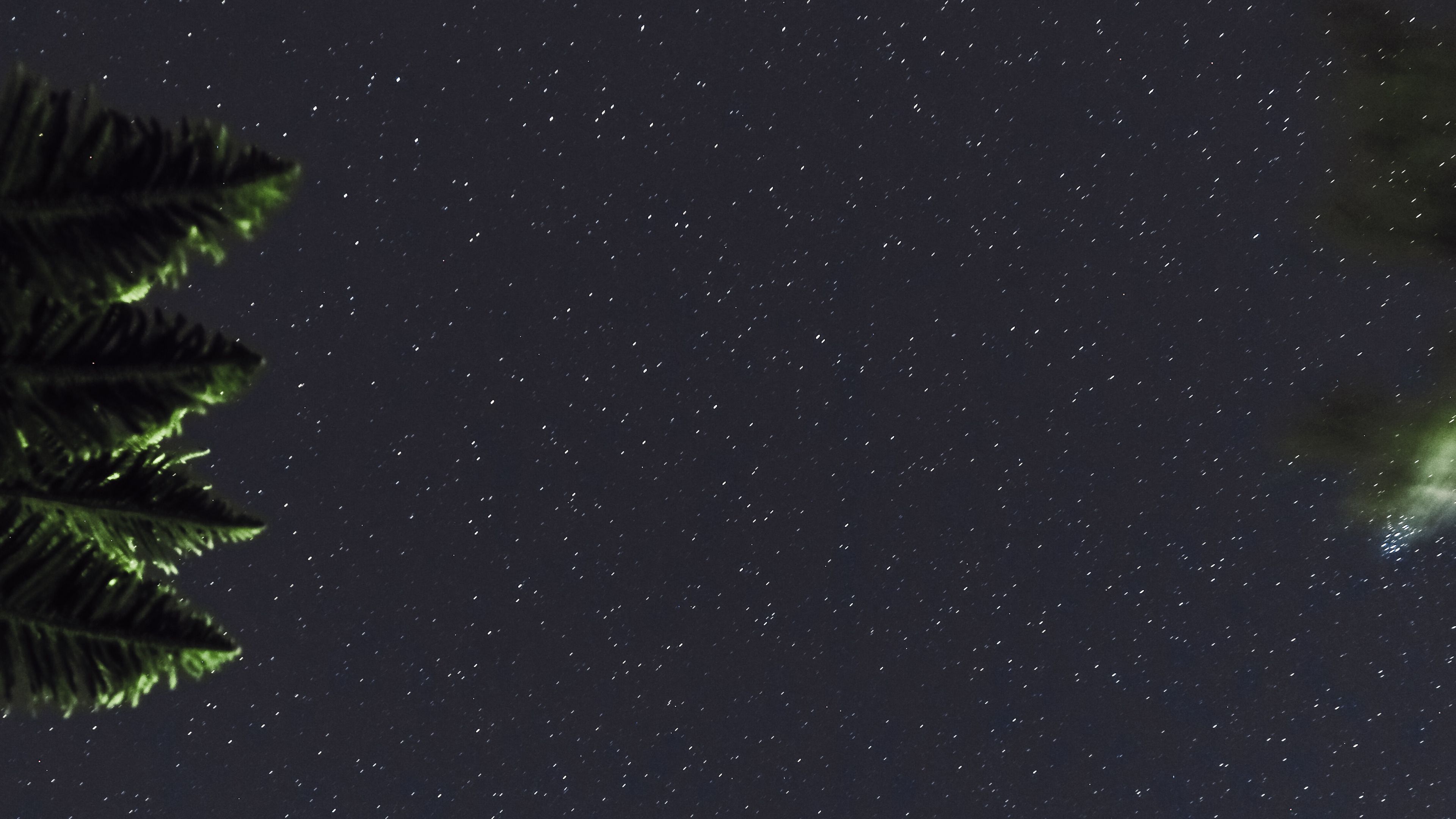starry sky, branches, leaves, night, dark, 4k, HD Wallpaper