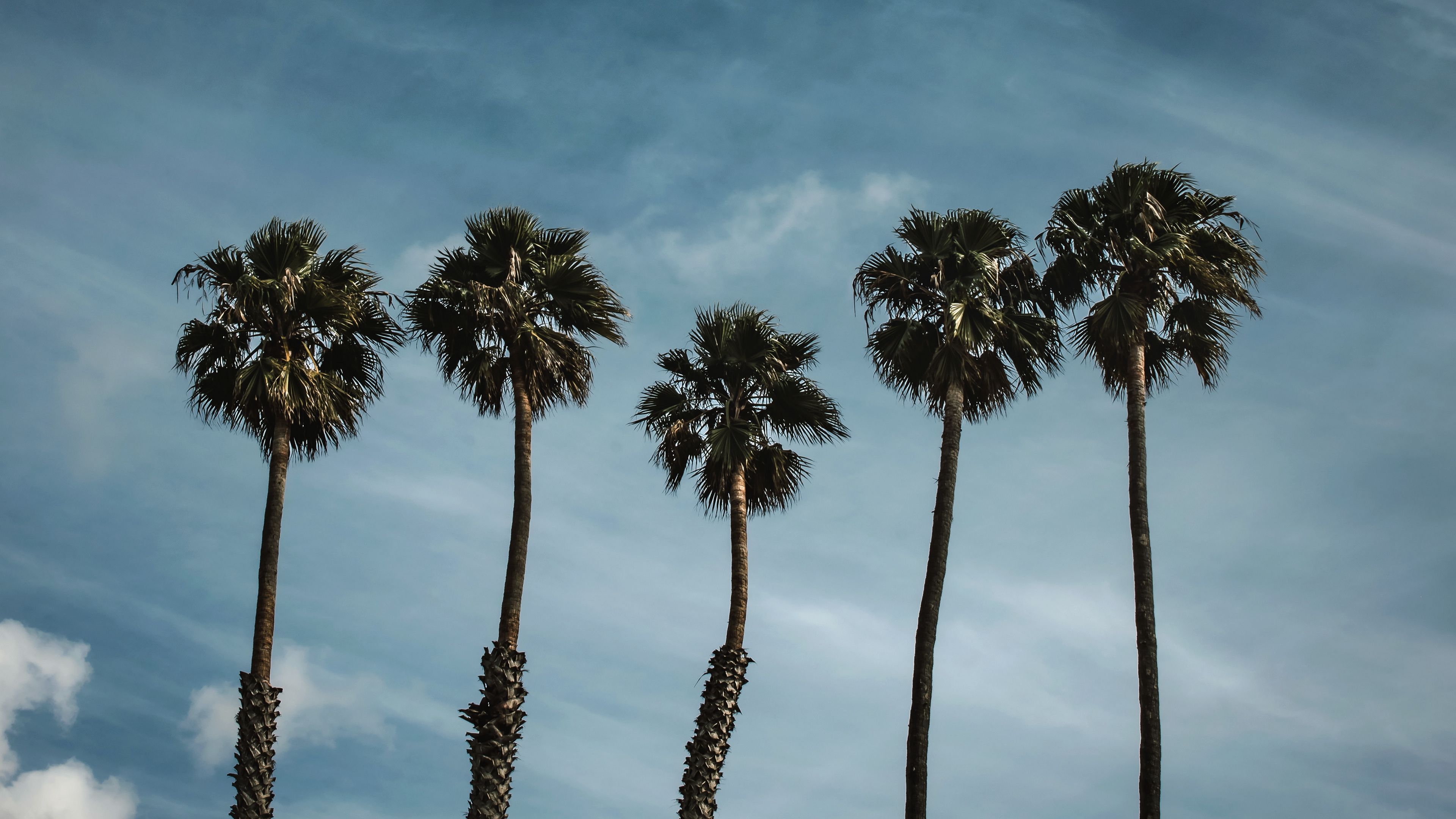palm trees, sky, clouds, tropics, 4k, HD Wallpaper