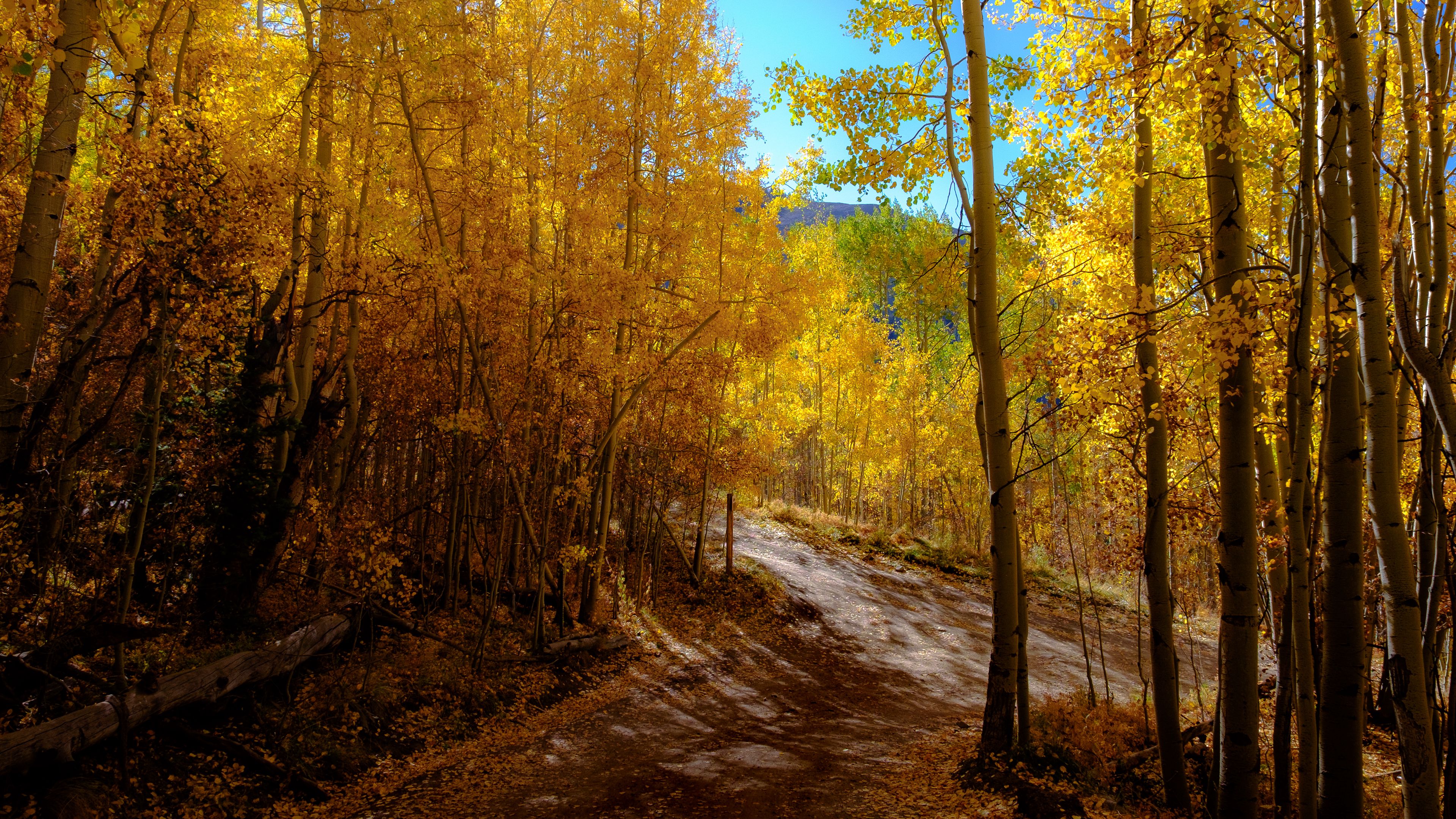 forest, trail, autumn, mountains, landscape, 4k, HD Wallpaper