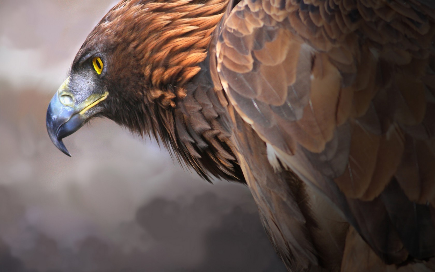 eagle, artist, digital art, birds, HD Wallpaper