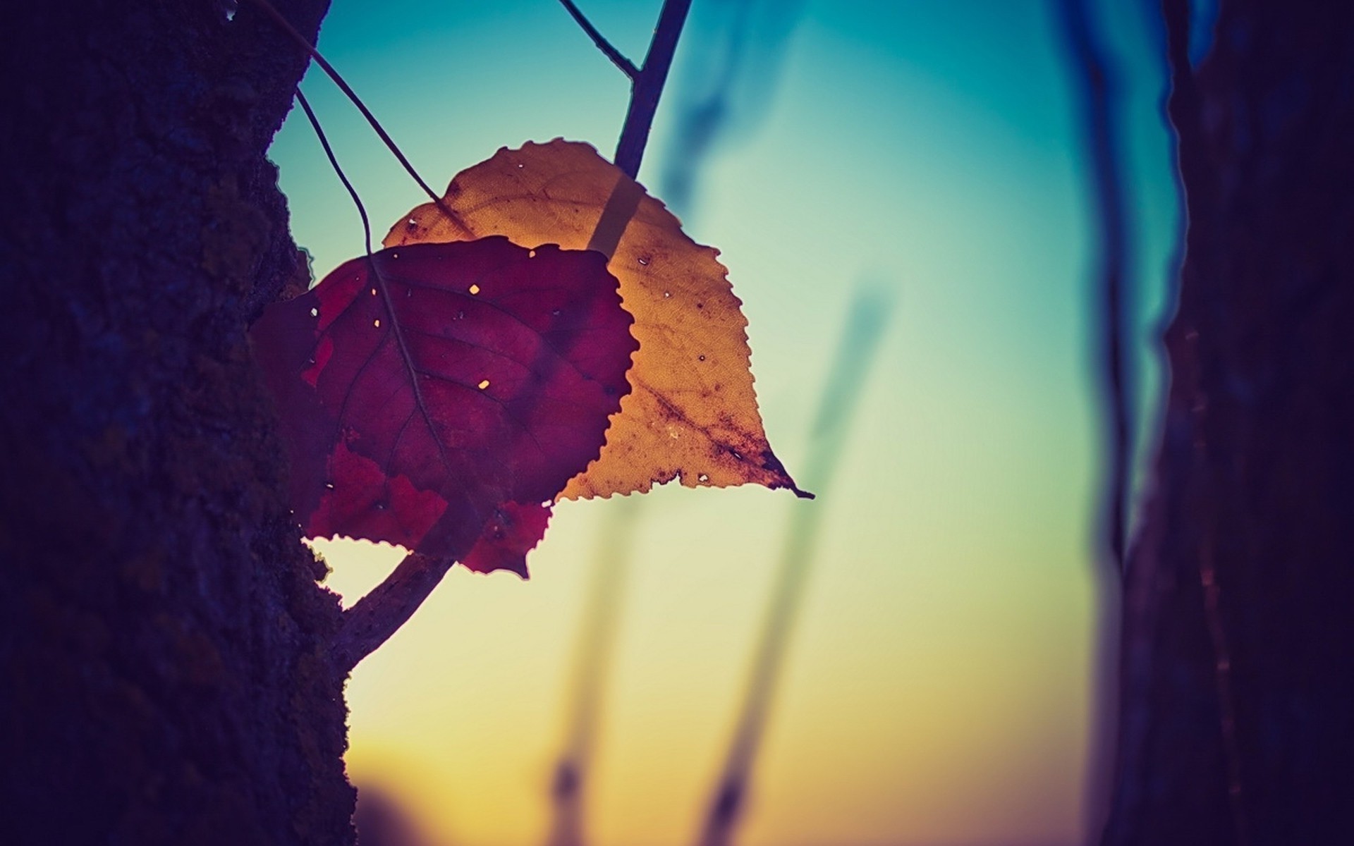 nature, leaves, HD Wallpaper