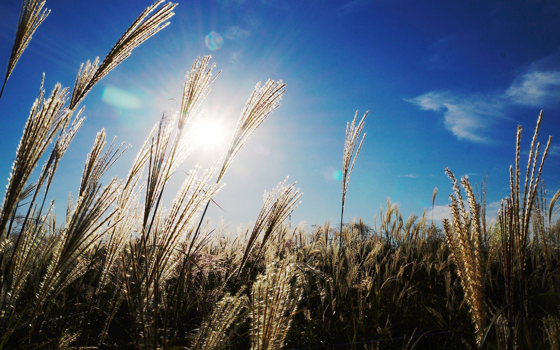 nature, field, HD Wallpaper