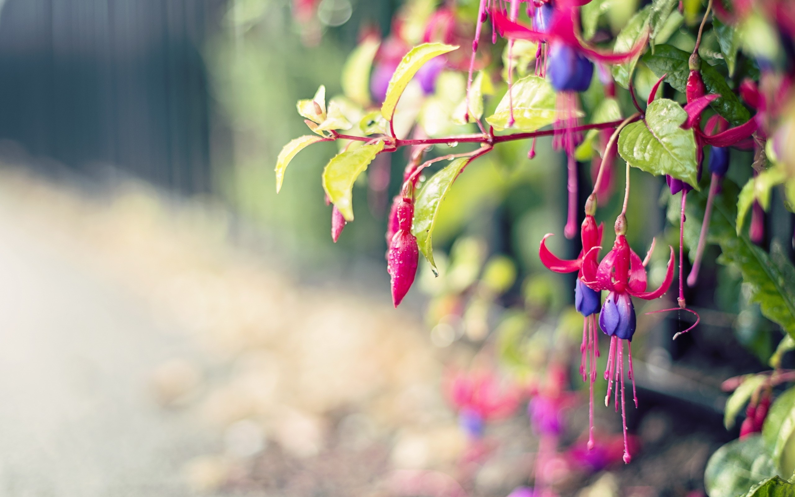 flowers, macro, photography, HD Wallpaper