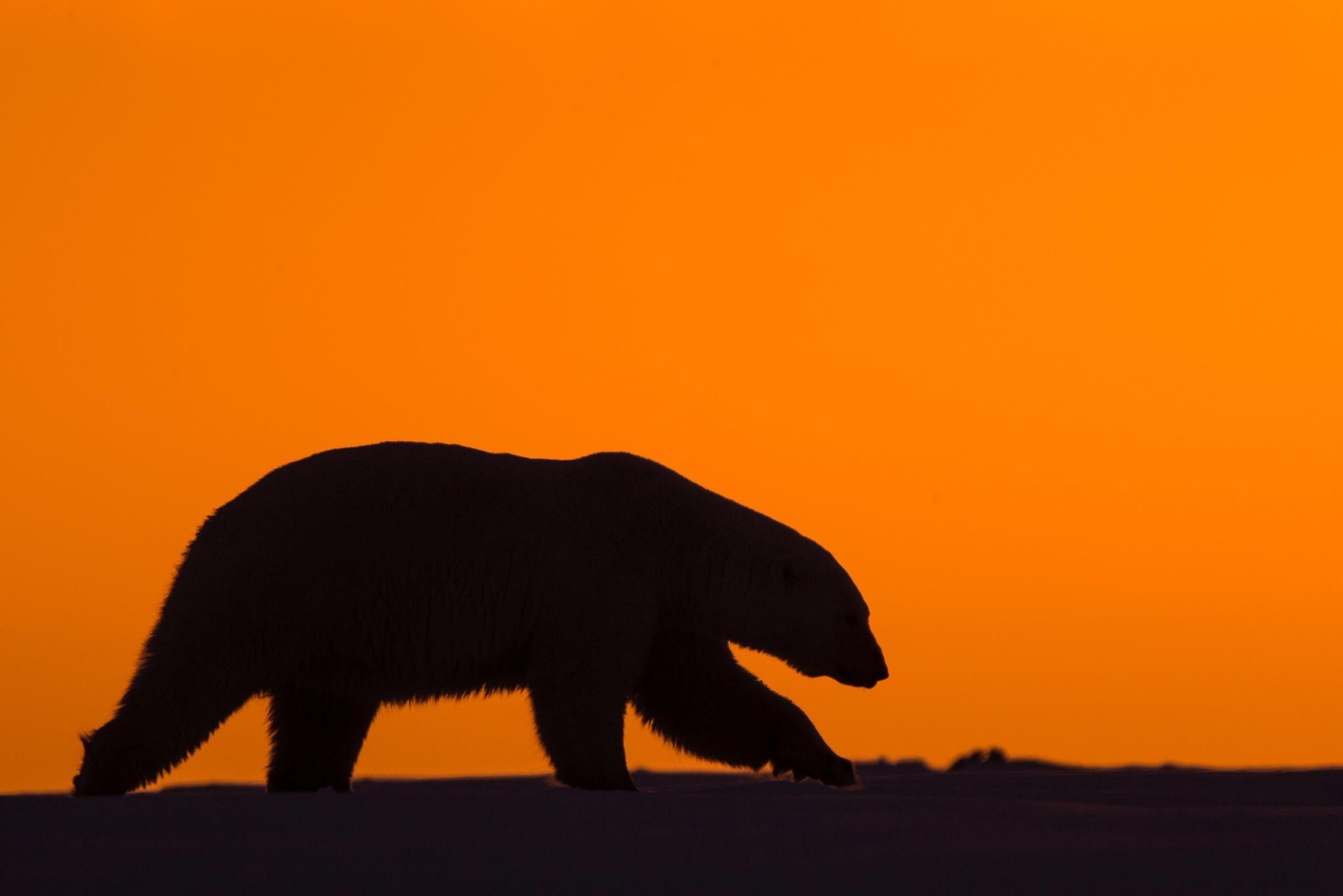 polar bear, animals, HD Wallpaper