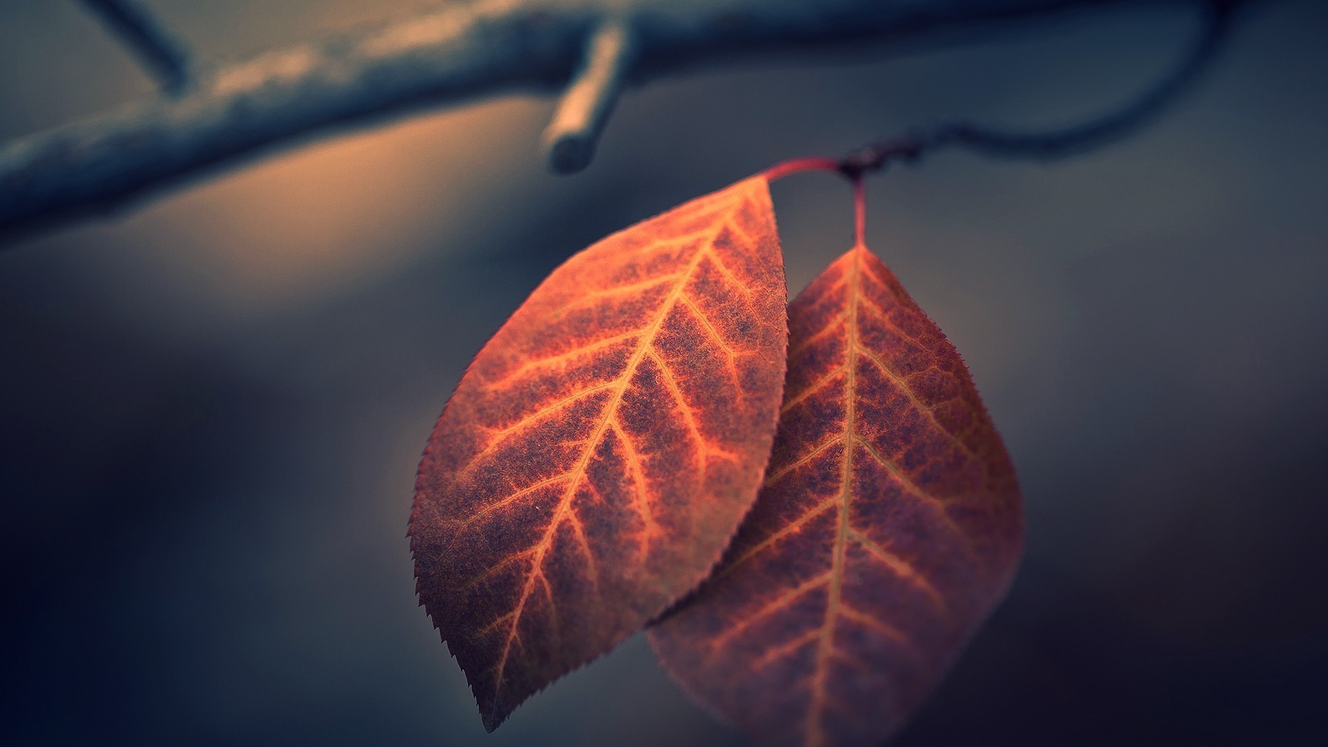 leaves, nature, HD Wallpaper