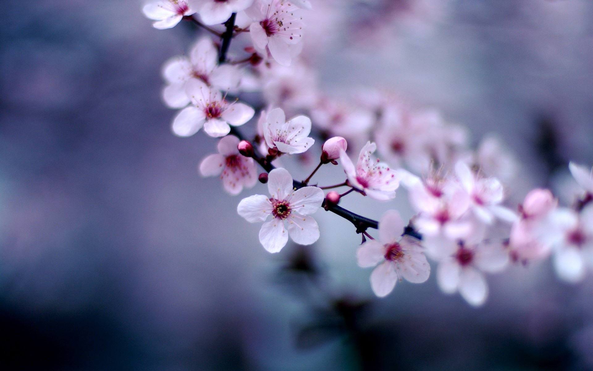 nature, flowers, HD Wallpaper