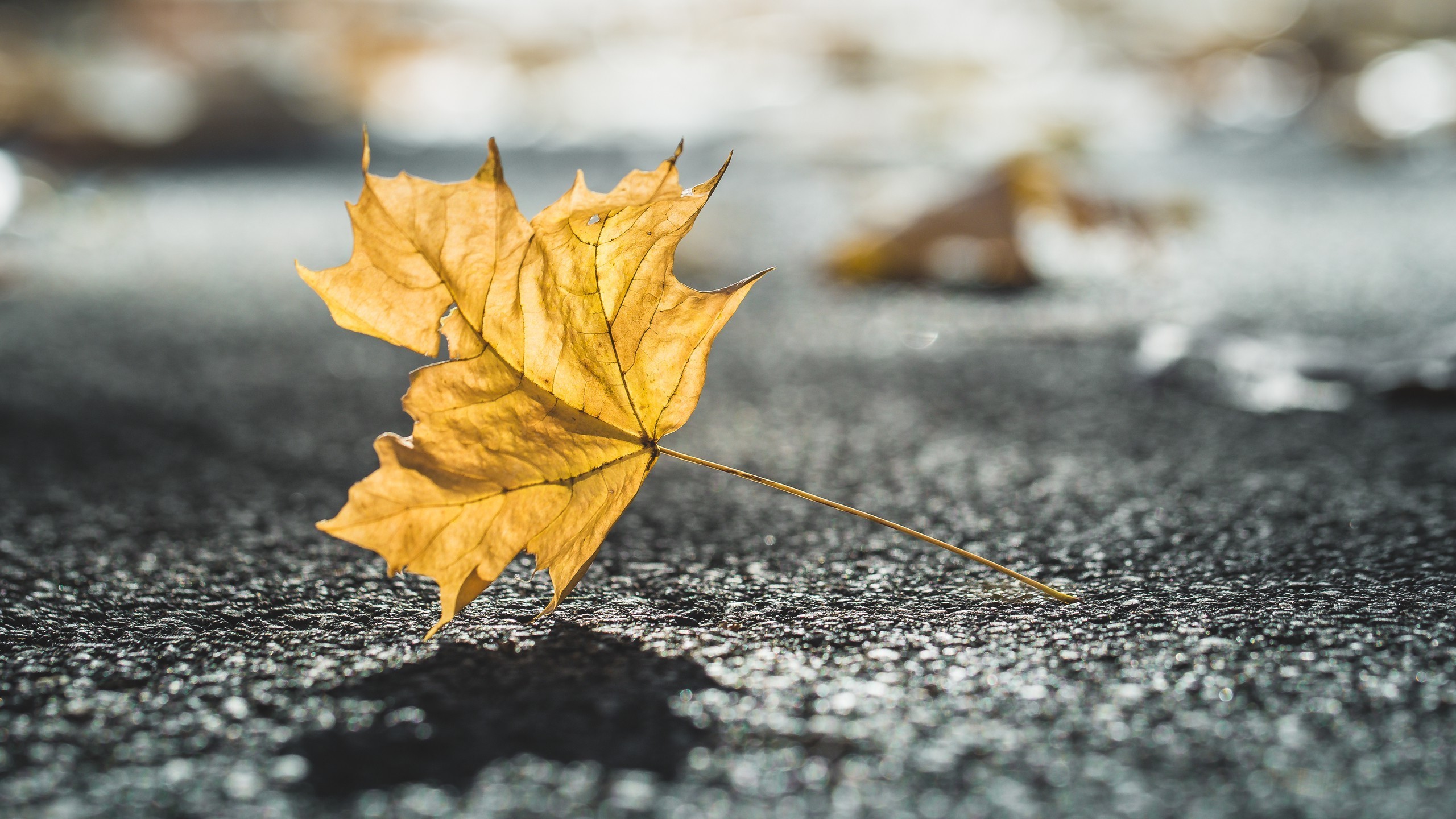 nature, leaves, HD Wallpaper