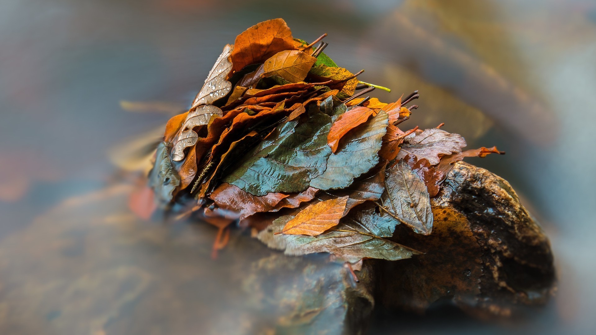 nature, leaves, HD Wallpaper