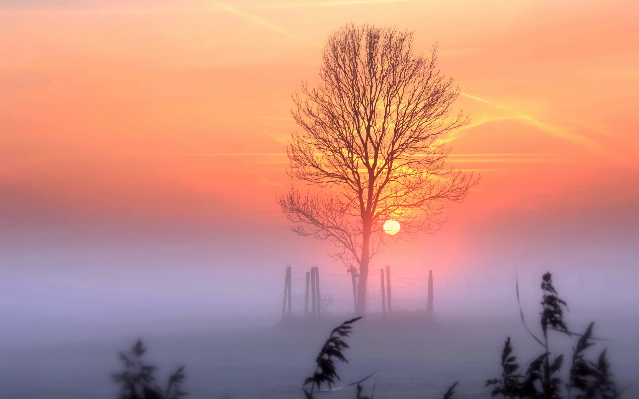 sunset, tree, nature, HD Wallpaper