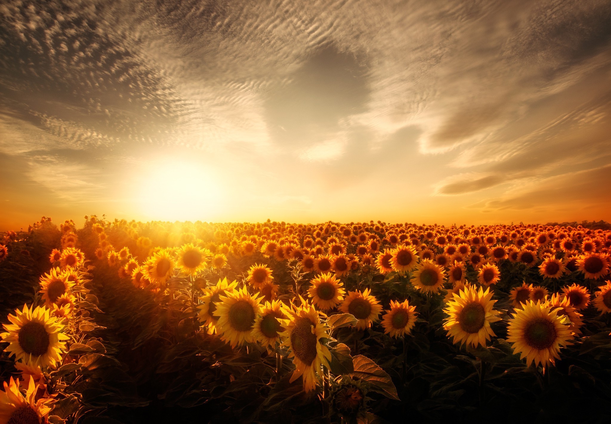 sunflowers, sunset, nature, HD Wallpaper