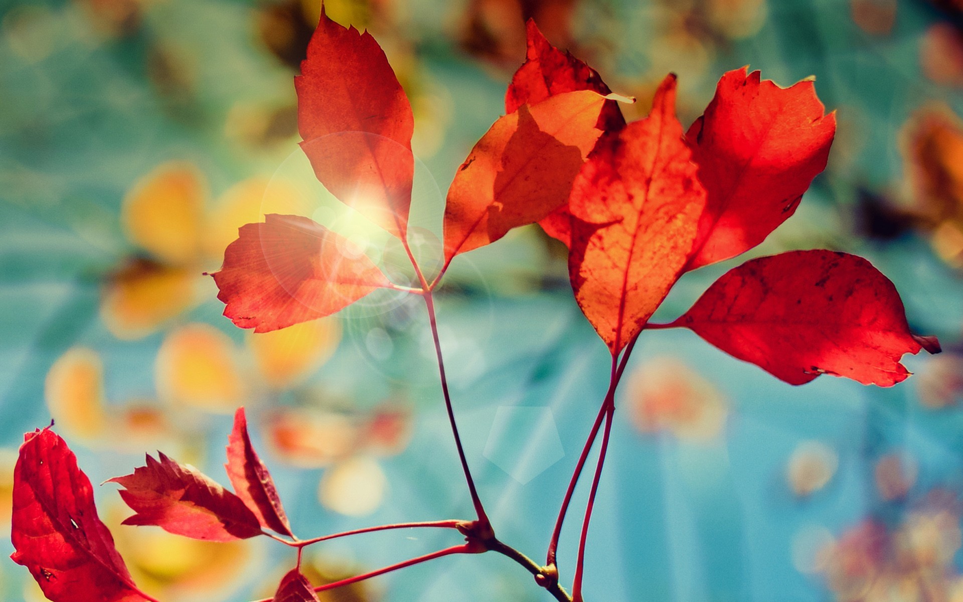 nature, leaves, autumn, HD Wallpaper