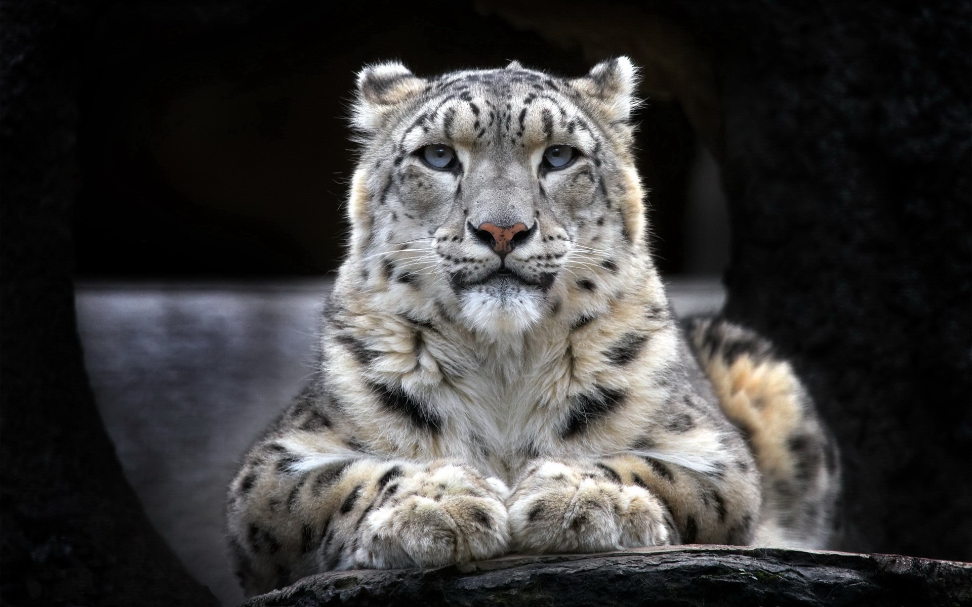 snow leopard, animals, predator, HD Wallpaper