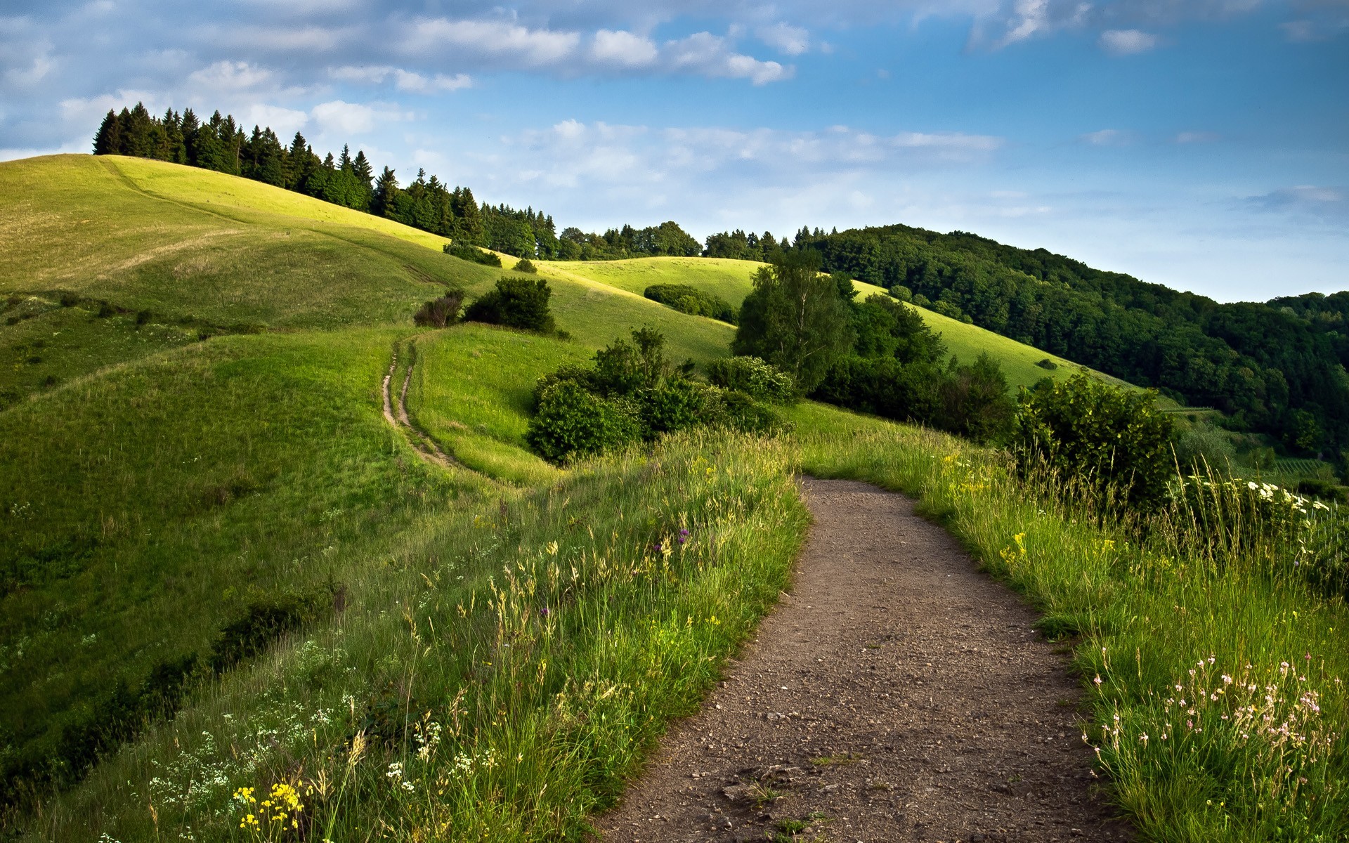 green, nature, HD Wallpaper