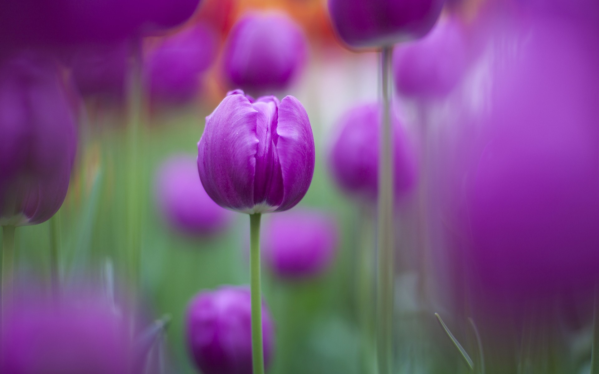 purple, flowers, HD Wallpaper
