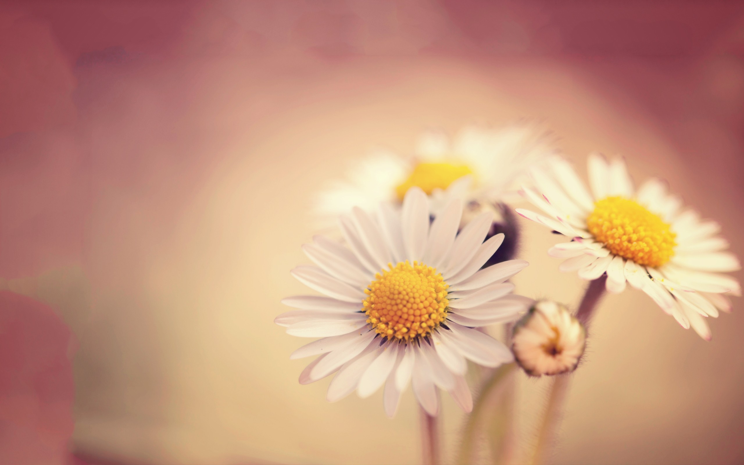 flowers, white, HD Wallpaper