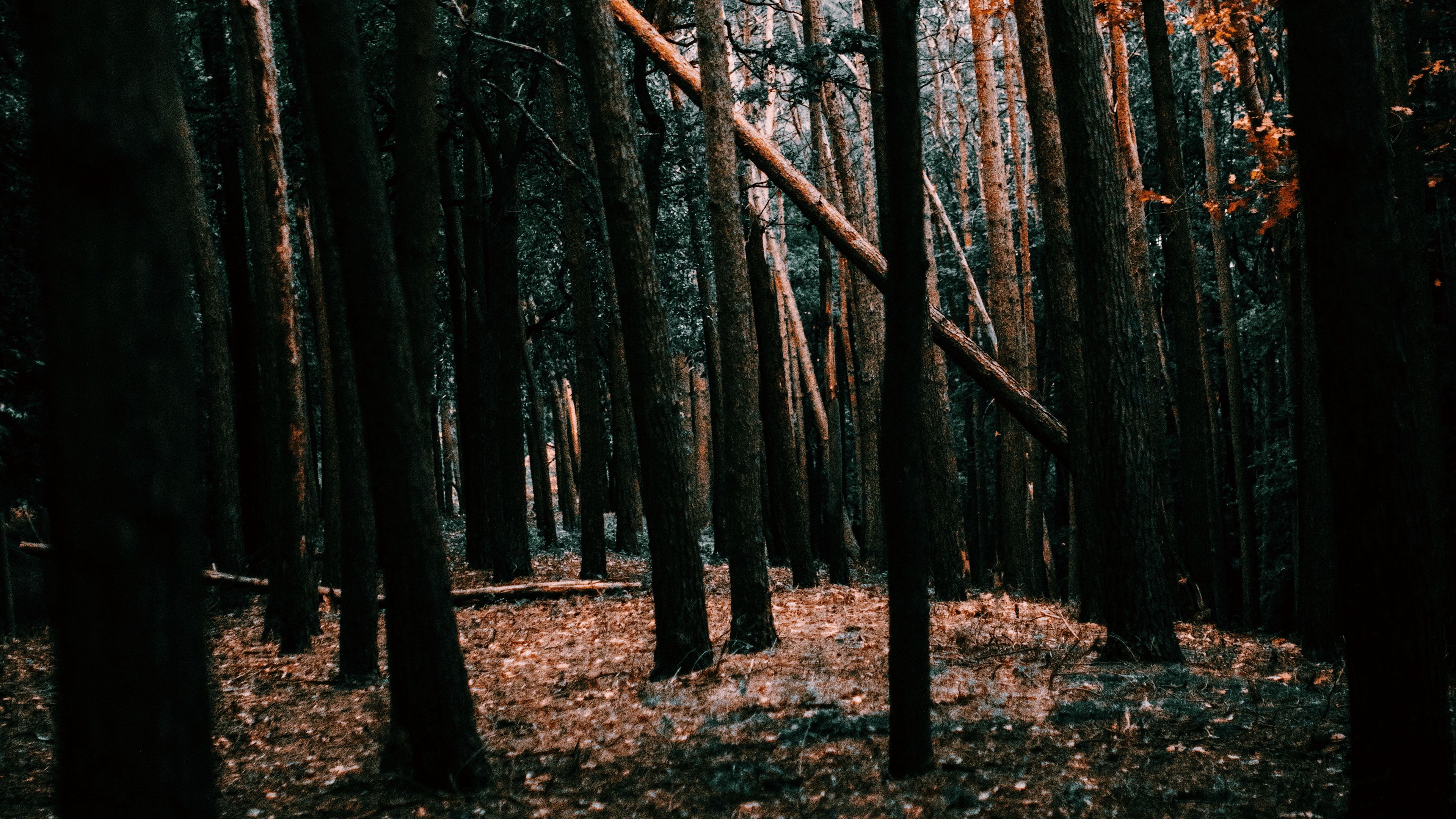 forest, trees, landscape, nature, 4k, HD Wallpaper
