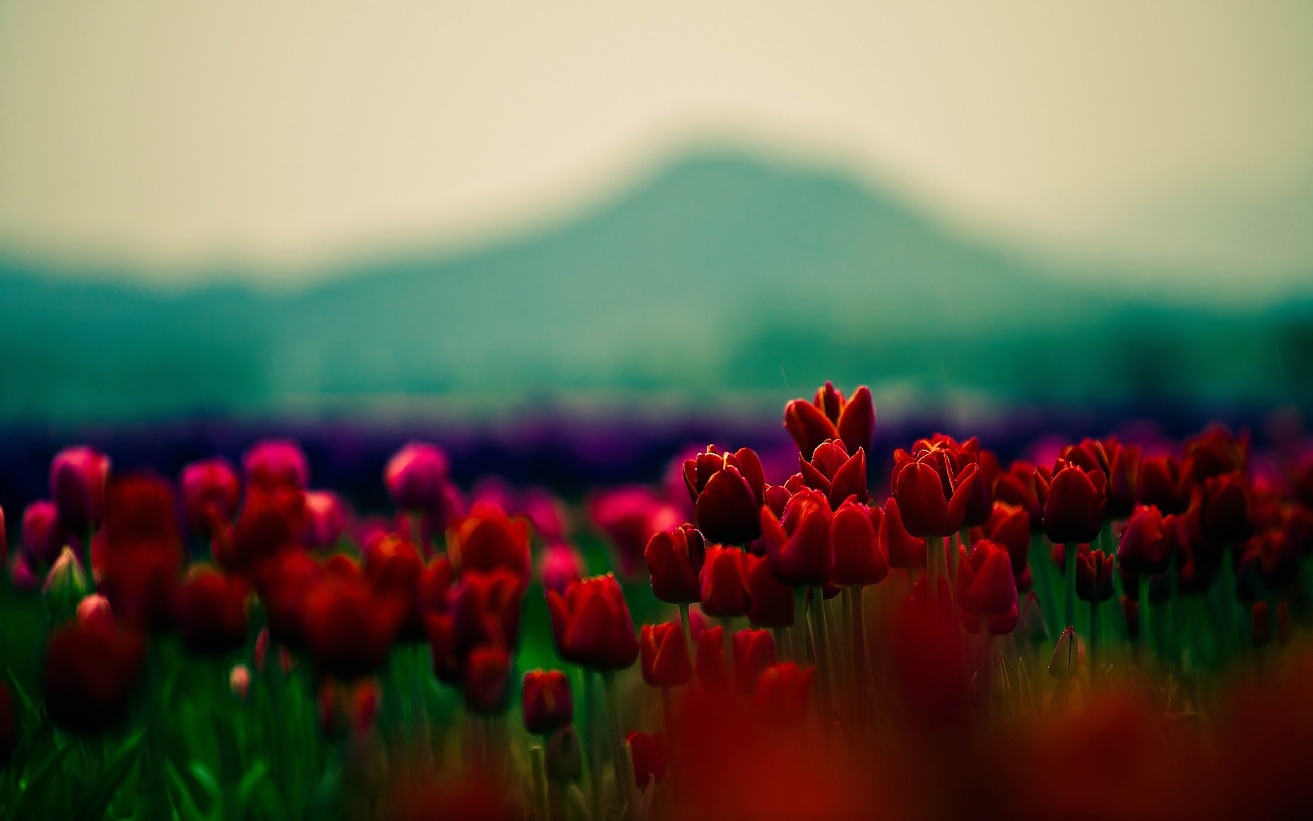 flowers, red, HD Wallpaper