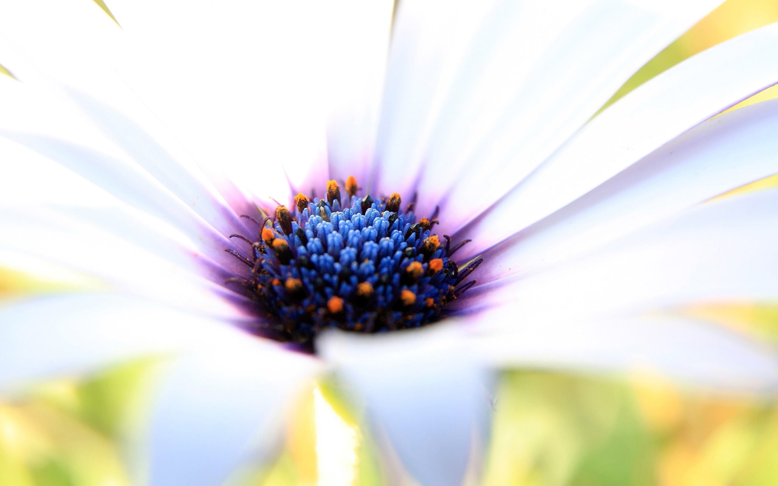 purple, flowers, HD Wallpaper