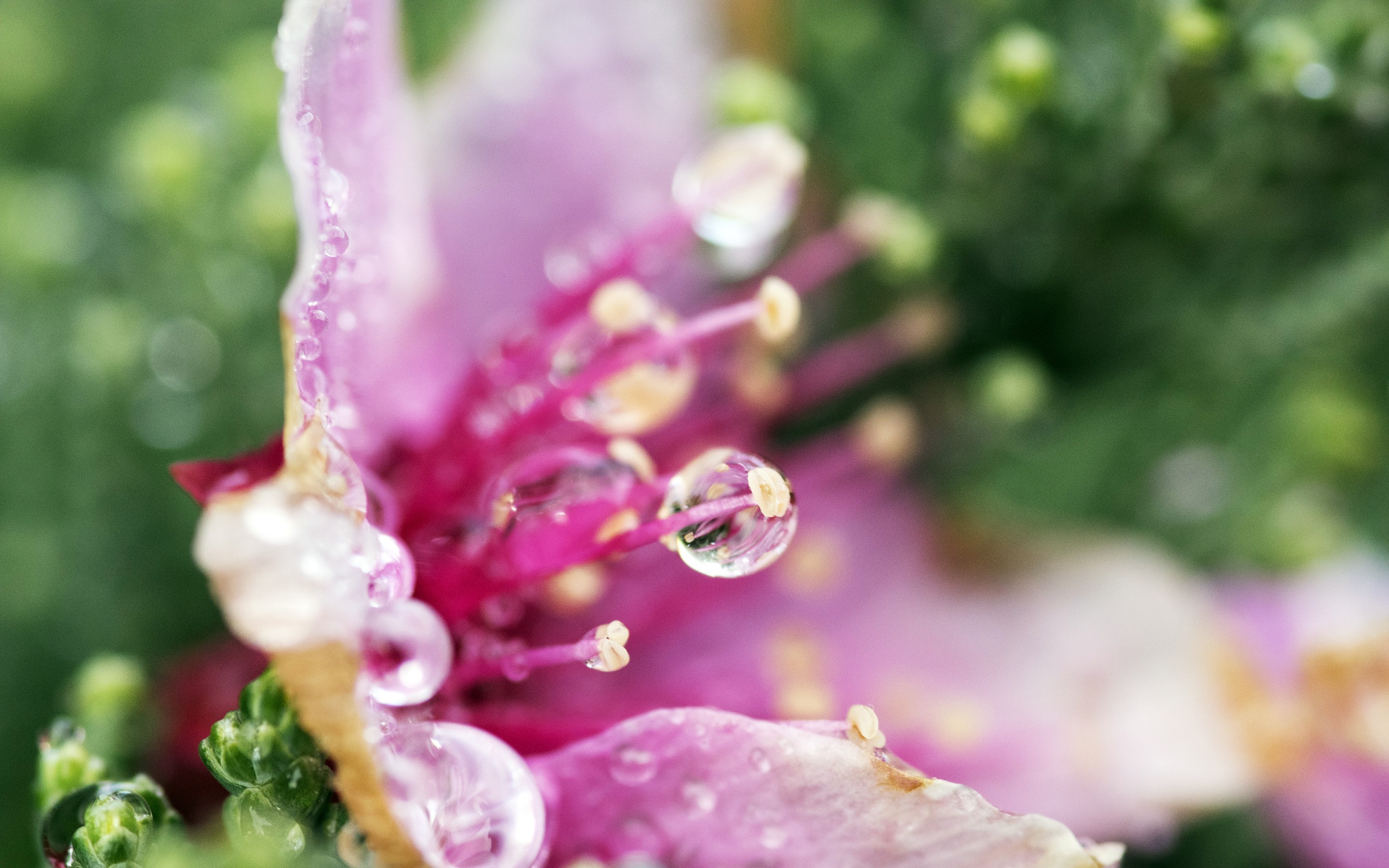 drops, flowers, nature, HD Wallpaper