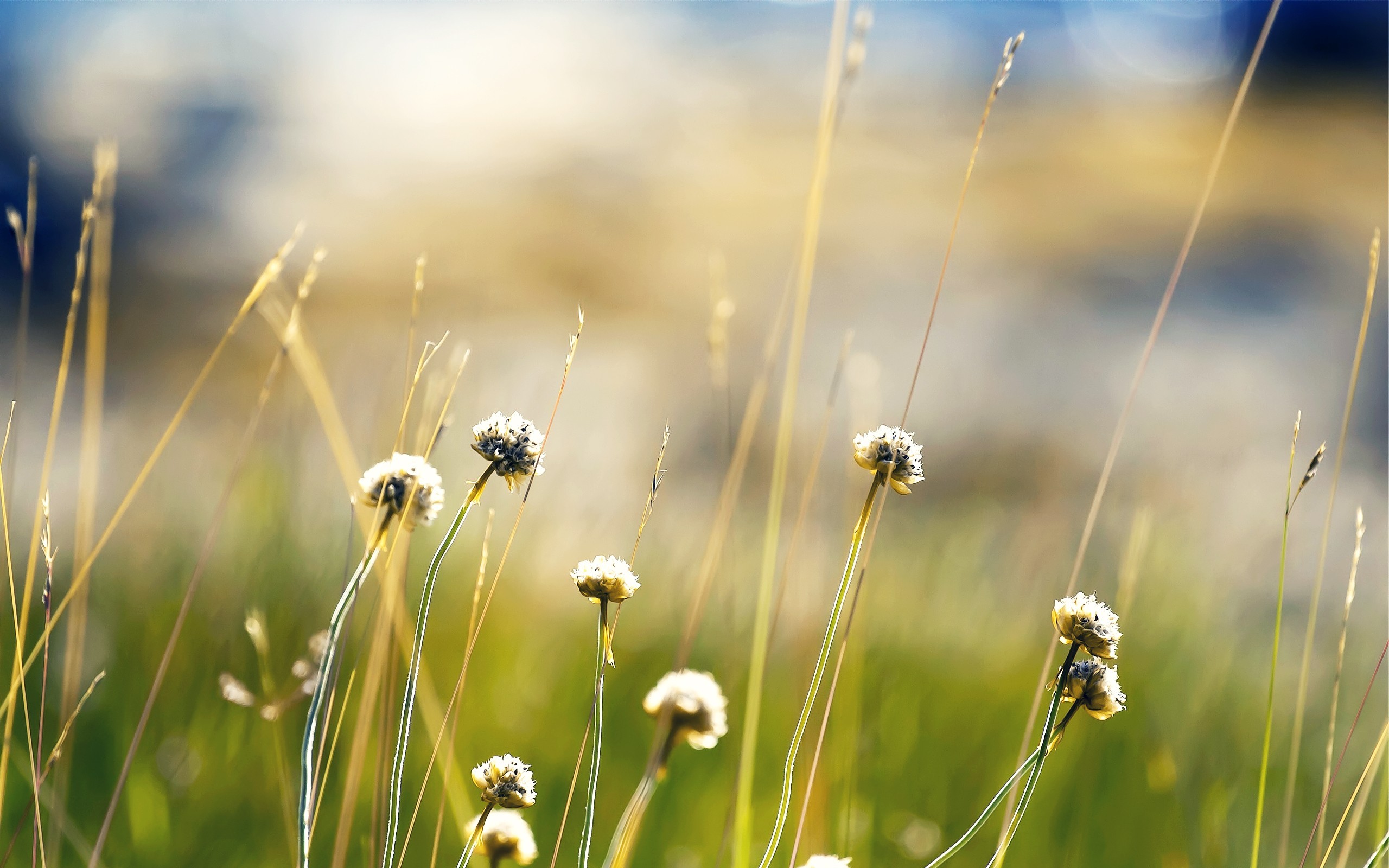 plants, nature, HD Wallpaper