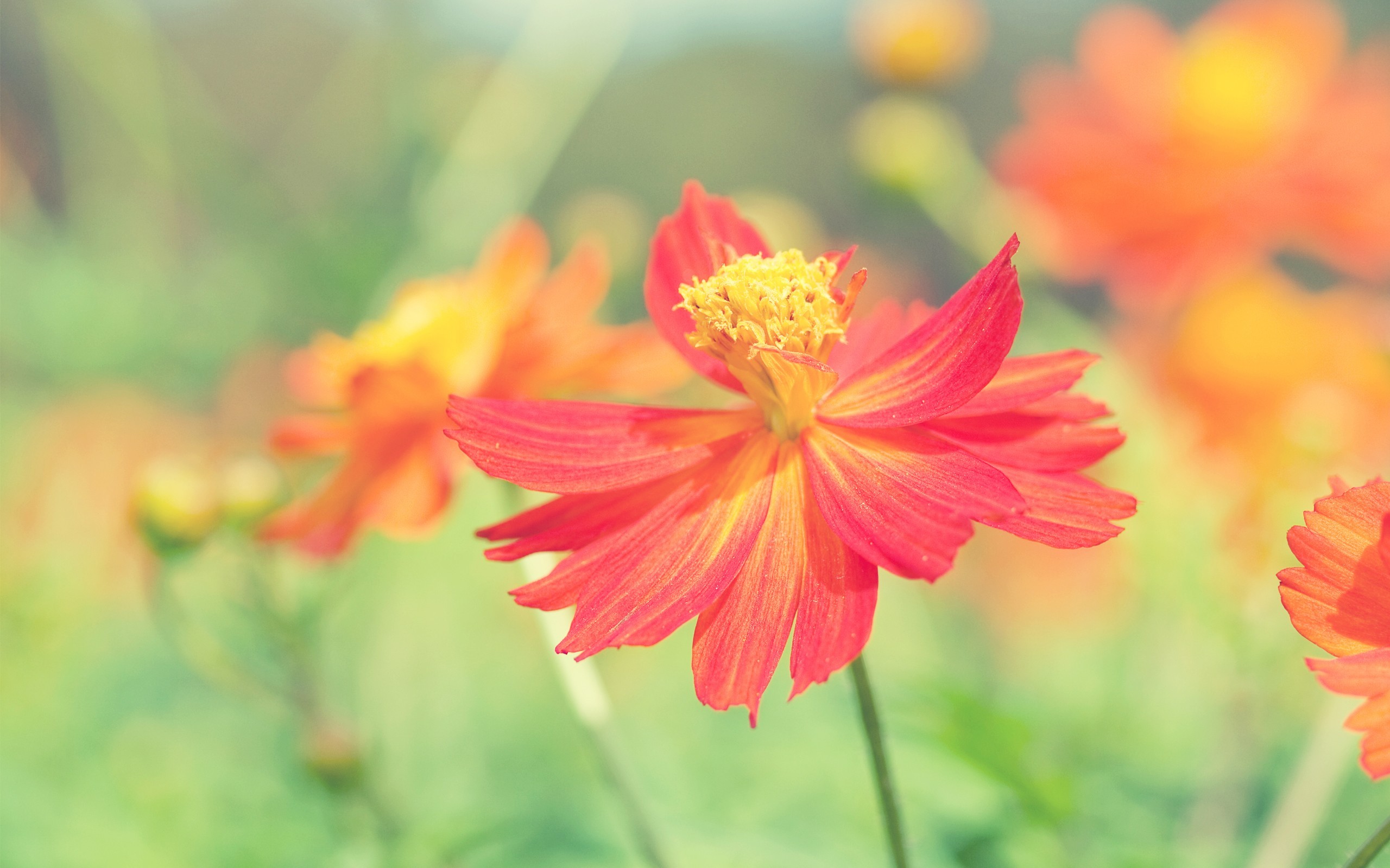 flowers, autumn, HD Wallpaper
