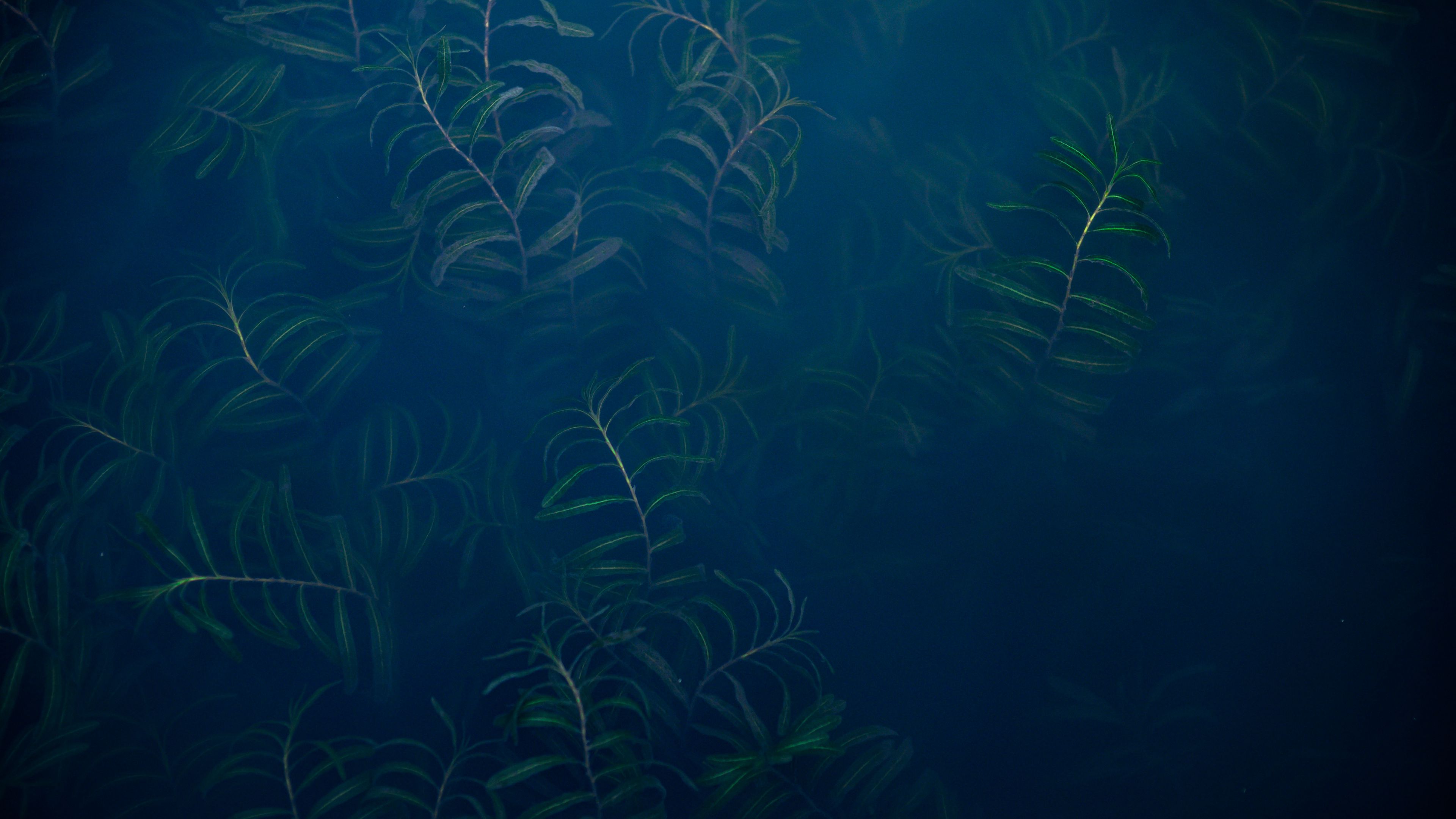 plant, fog, leaves, green, 4k, HD Wallpaper
