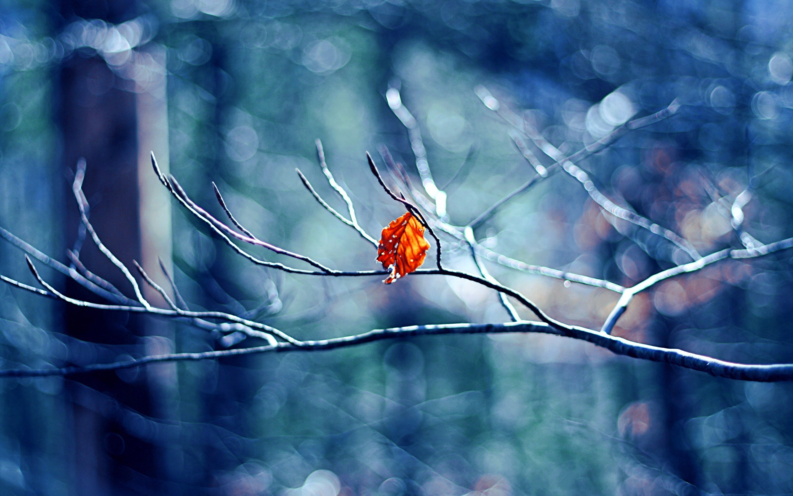 winter, nature, leaf, HD Wallpaper