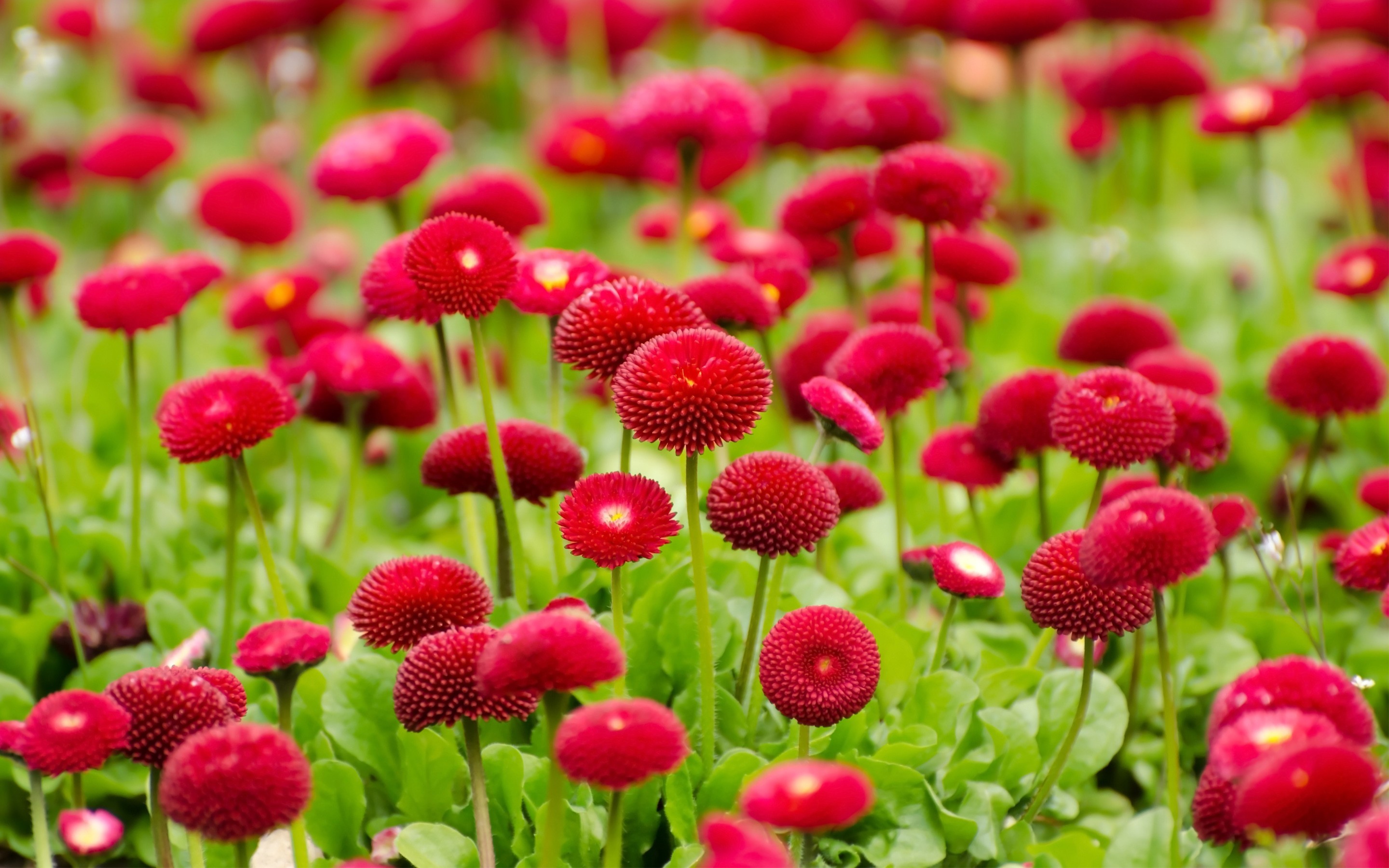flowers, red, summer, HD Wallpaper