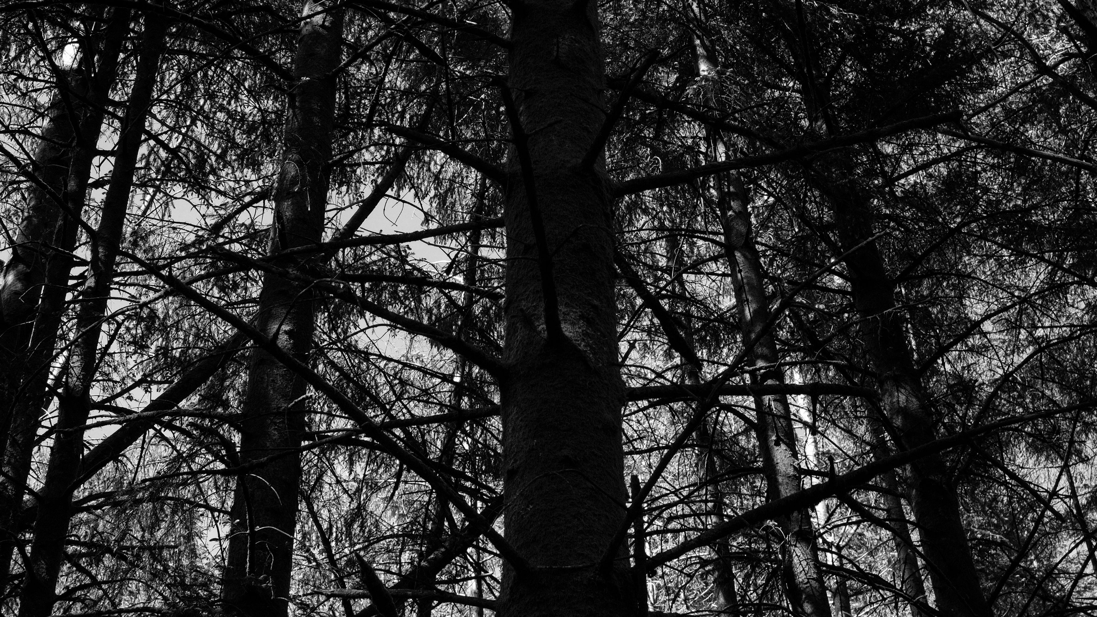 trees, forest, bw, nature, 4k, HD Wallpaper