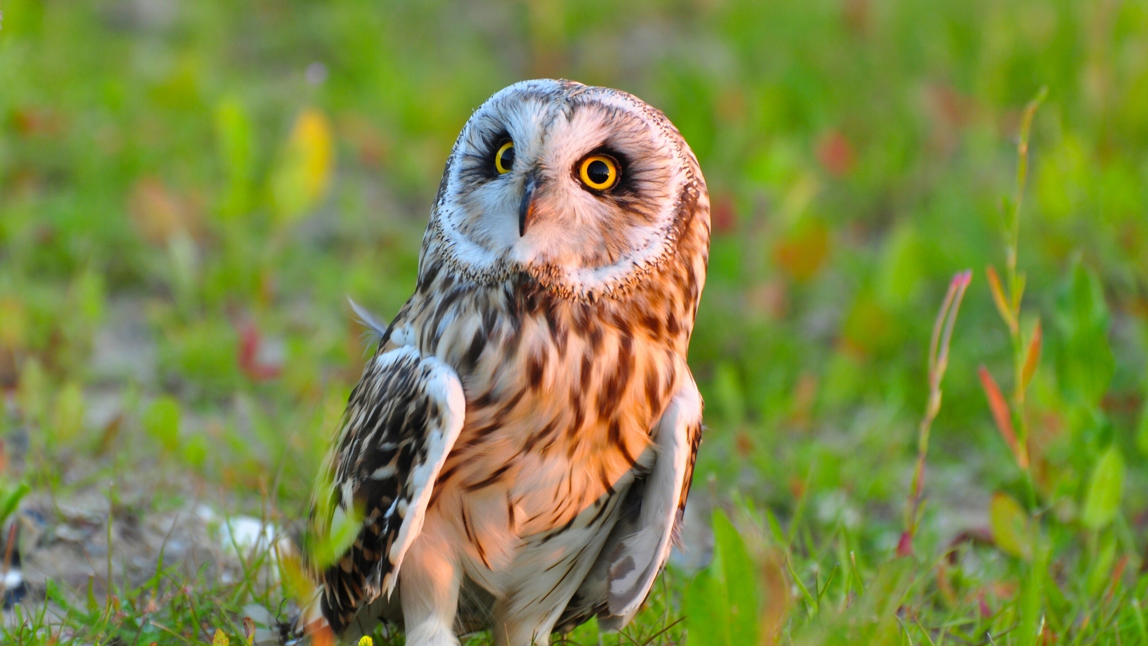 owl, predator, birds, HD Wallpaper
