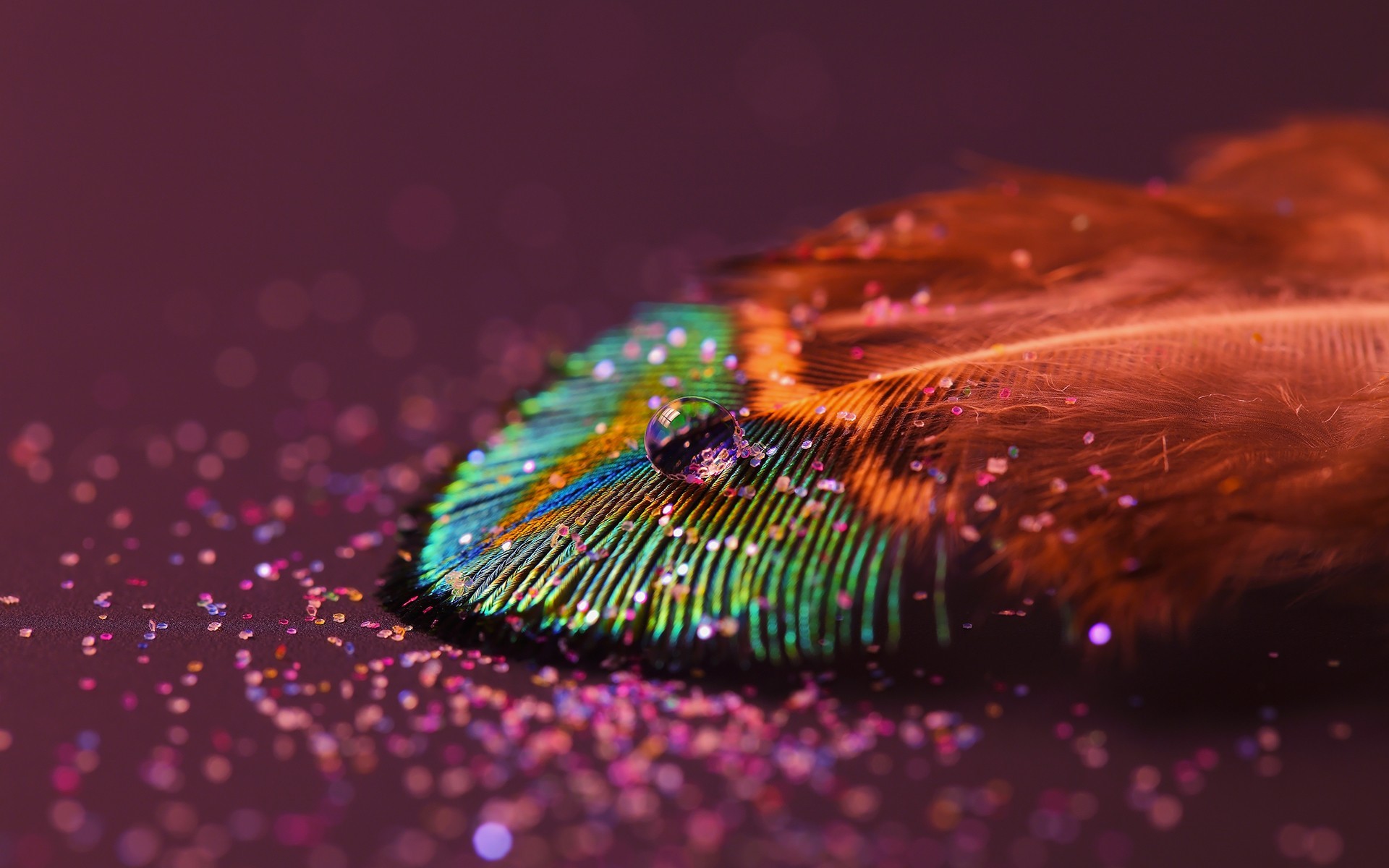 feather, drop, nature, HD Wallpaper