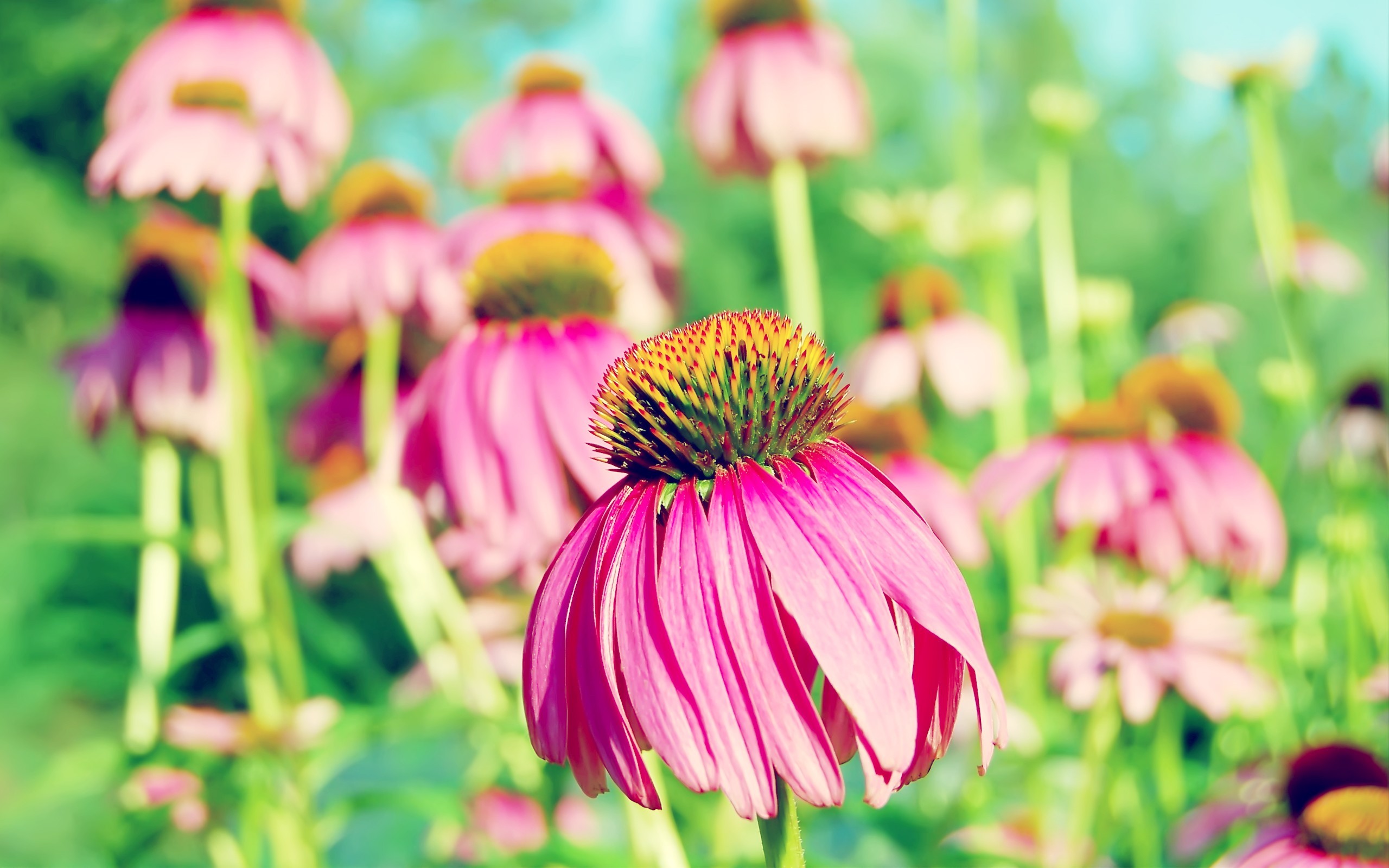 flowers, purple, HD Wallpaper