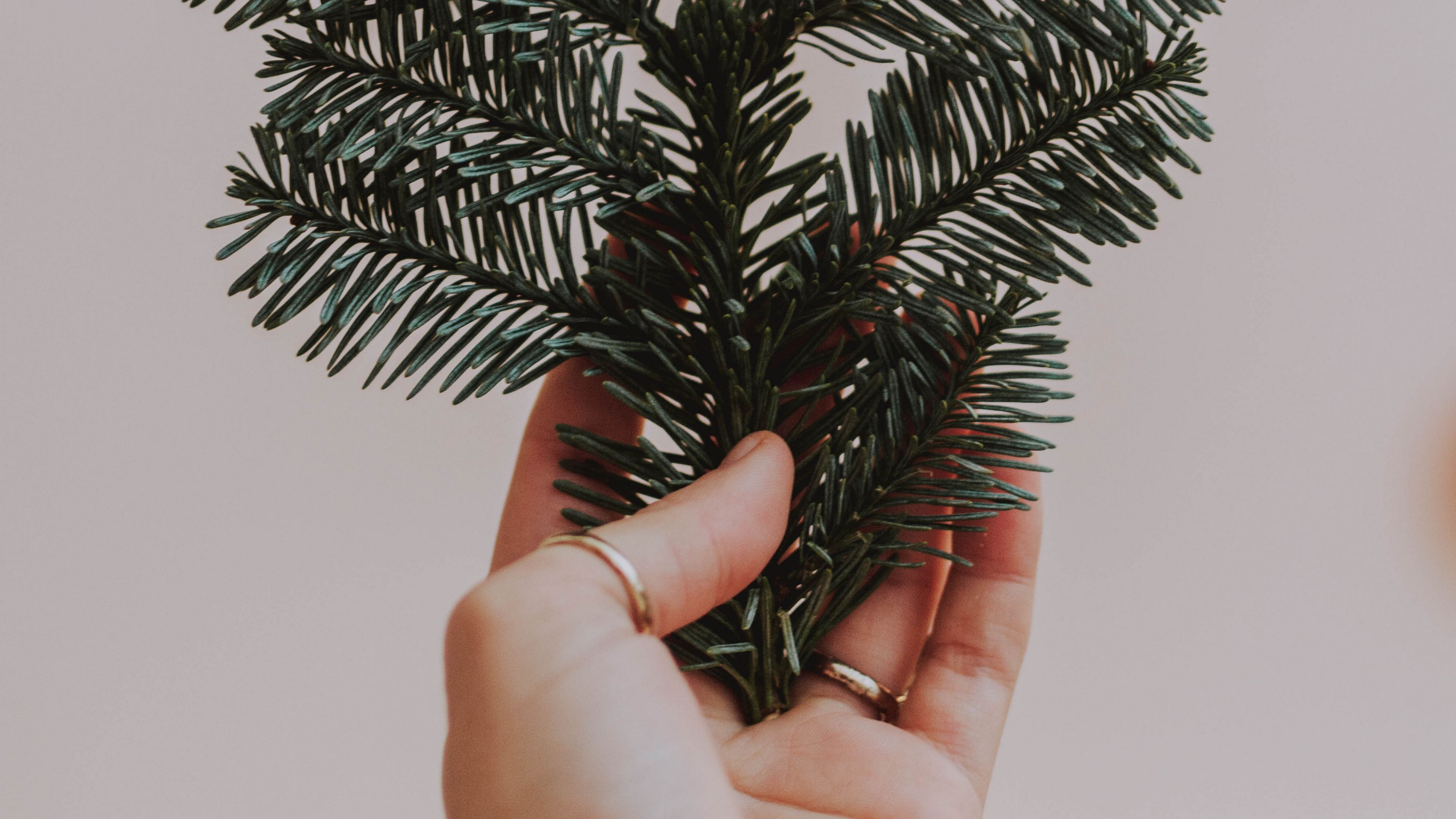 hand, branch, spruce, needles, 4k, HD Wallpaper