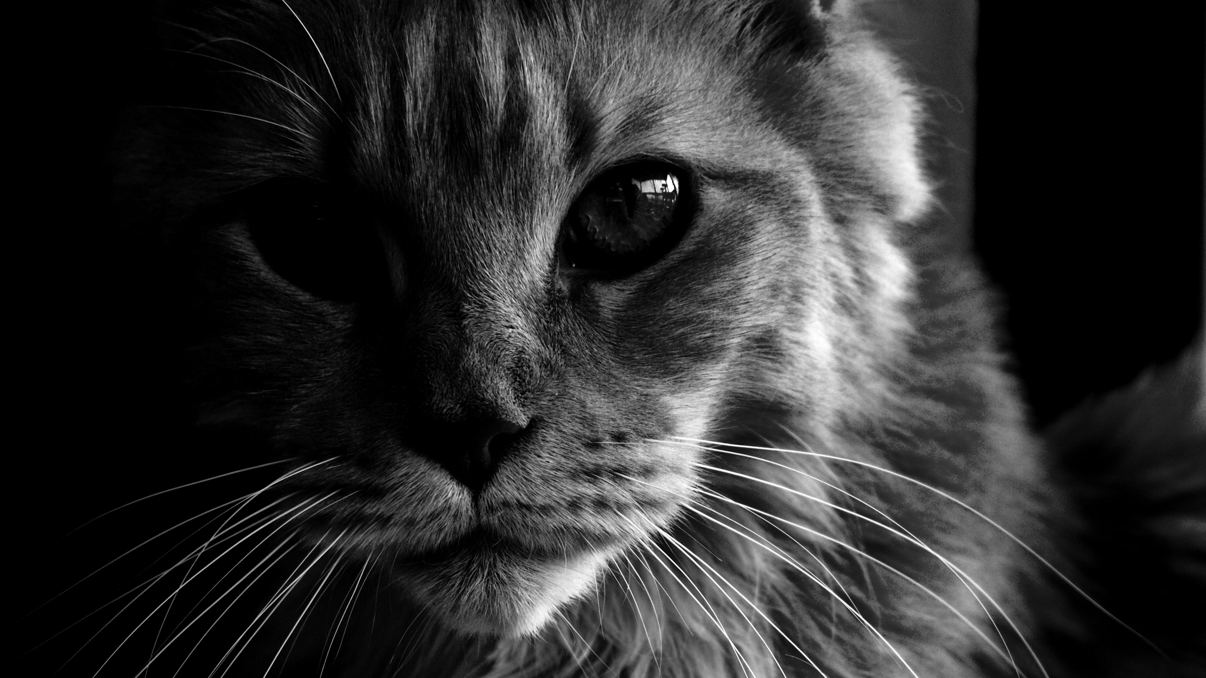 maine coon, cat, bw, fluffy, pet, 4k, HD Wallpaper
