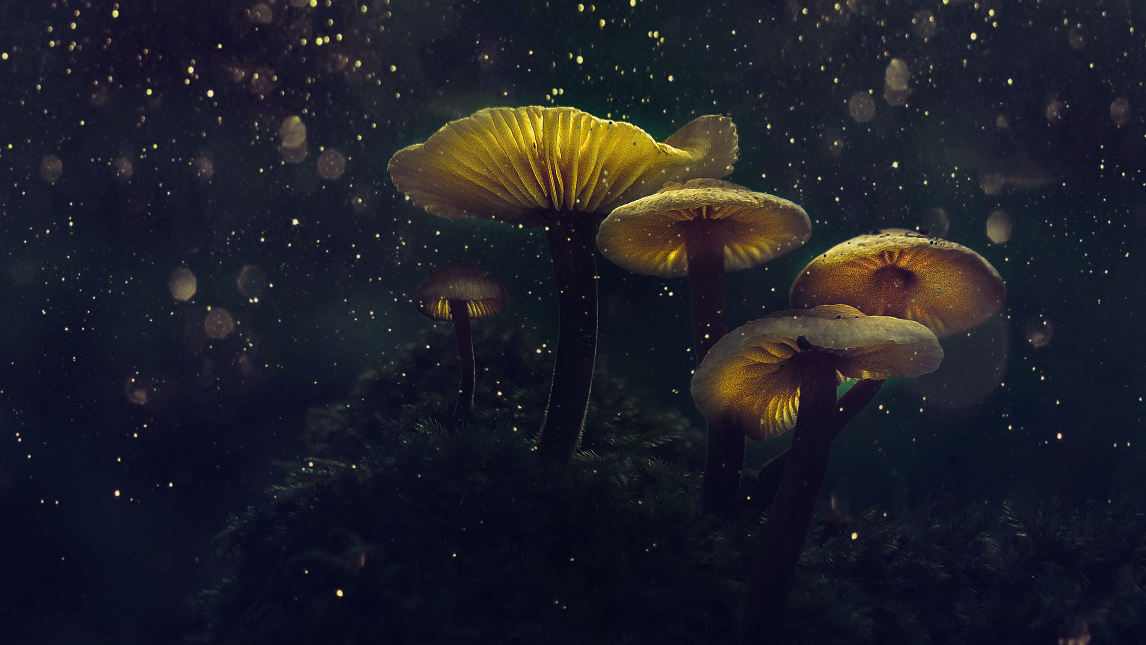 mushrooms, macro, glare, bokeh, light, 4k, HD Wallpaper