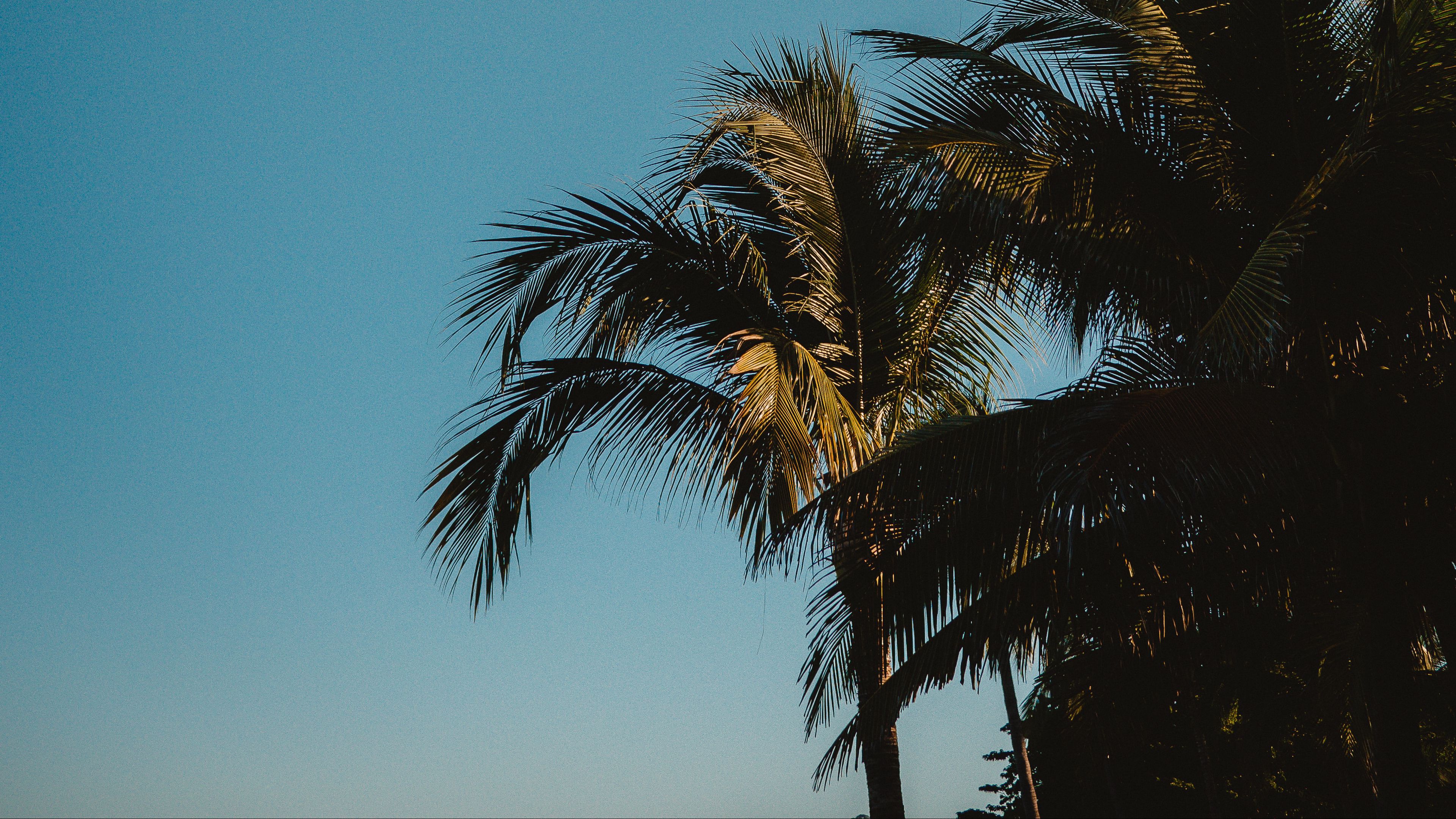 palm trees, treetops, branches, sky, tropics, 4k, HD Wallpaper