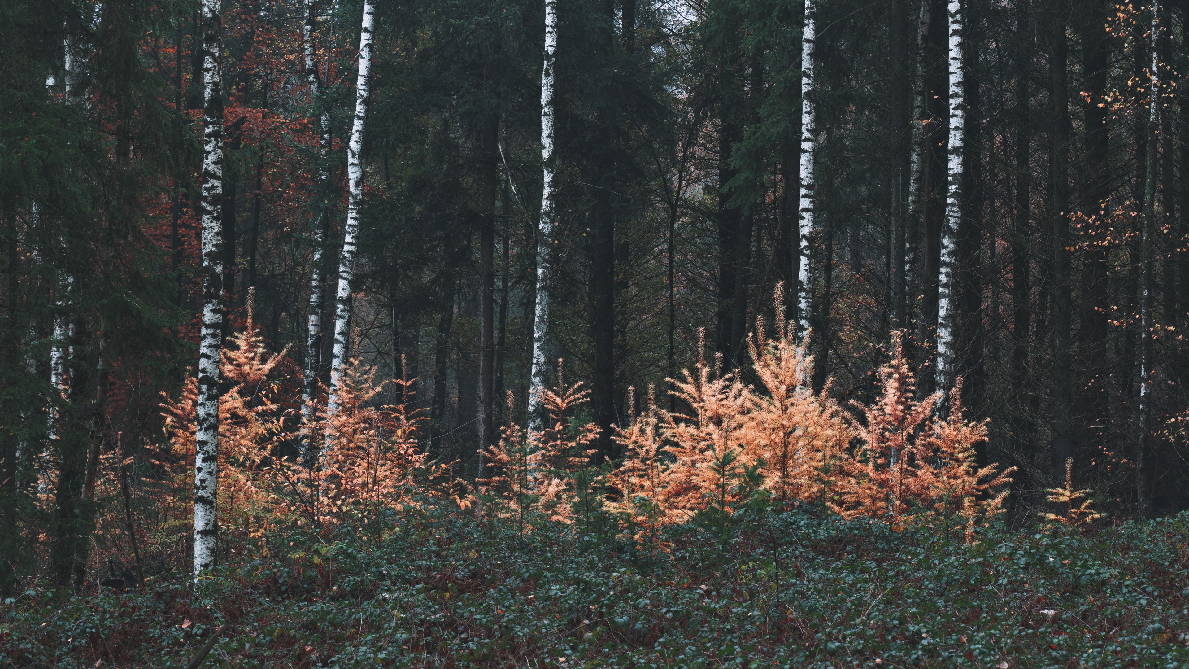 forest, trees, fog, nature, 4k, HD Wallpaper