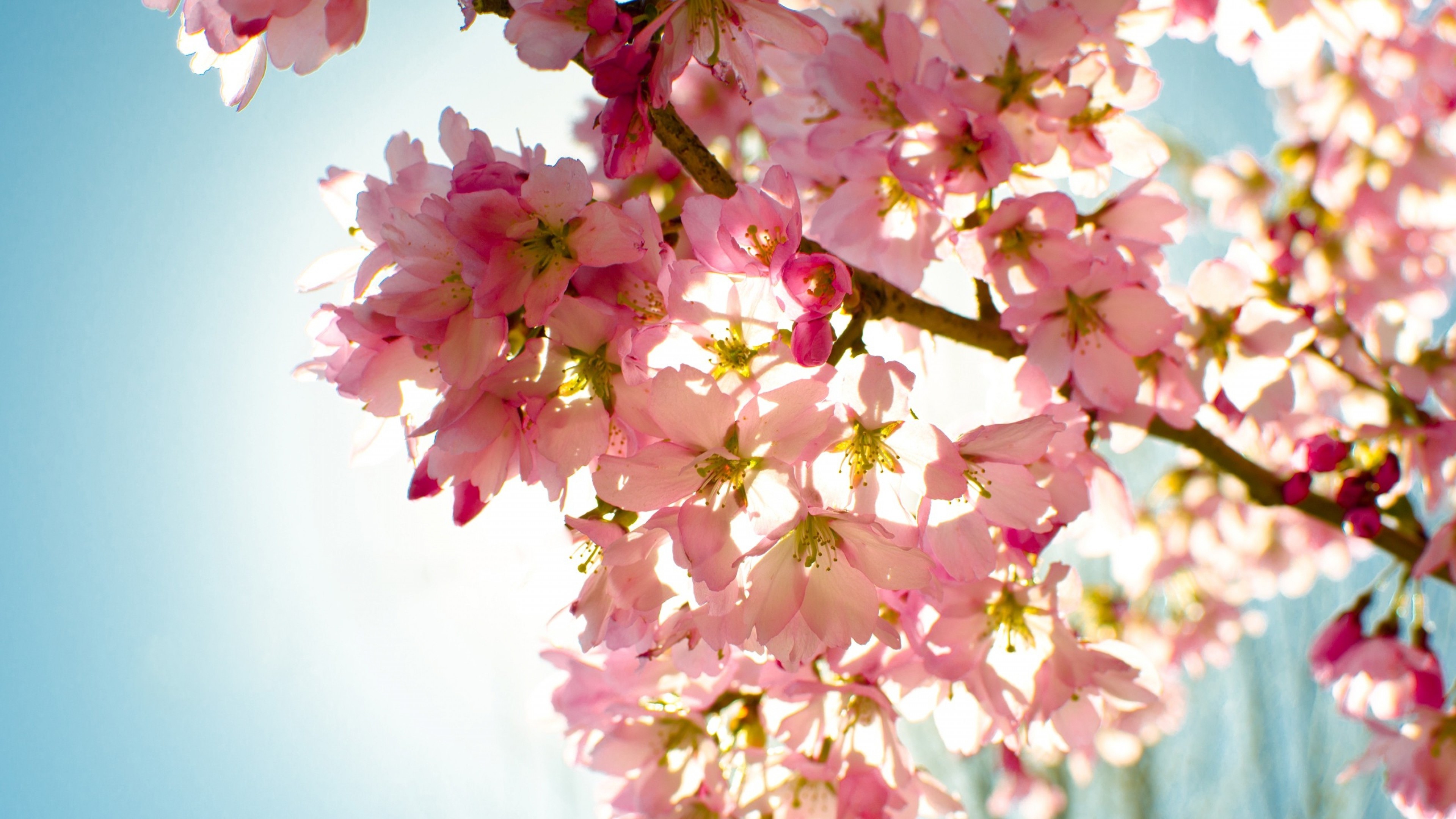 flowers, nature, sky, light, HD Wallpaper
