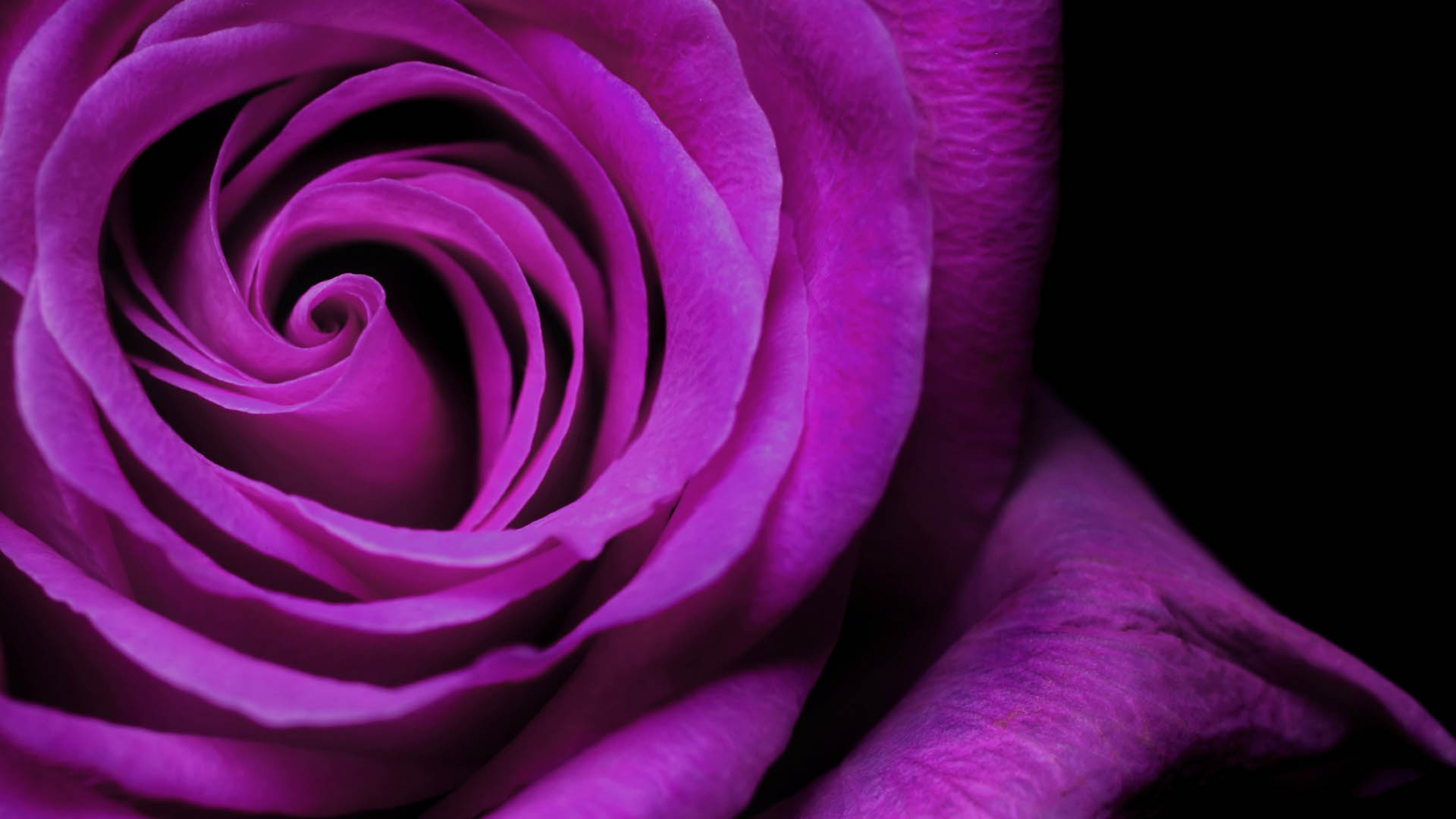 rose, petals, flowers, HD Wallpaper