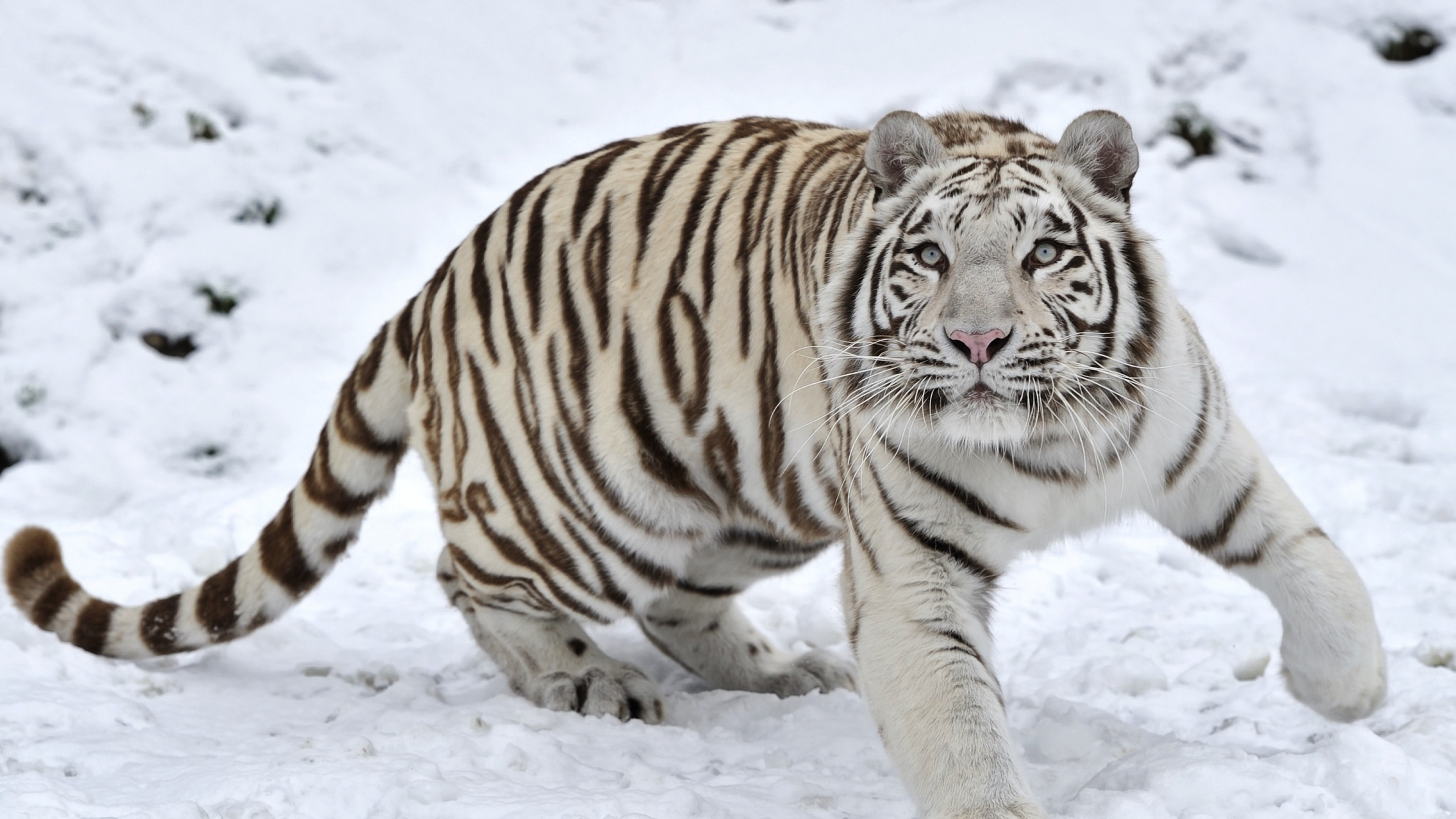 tiger, animals, predator, king, HD Wallpaper