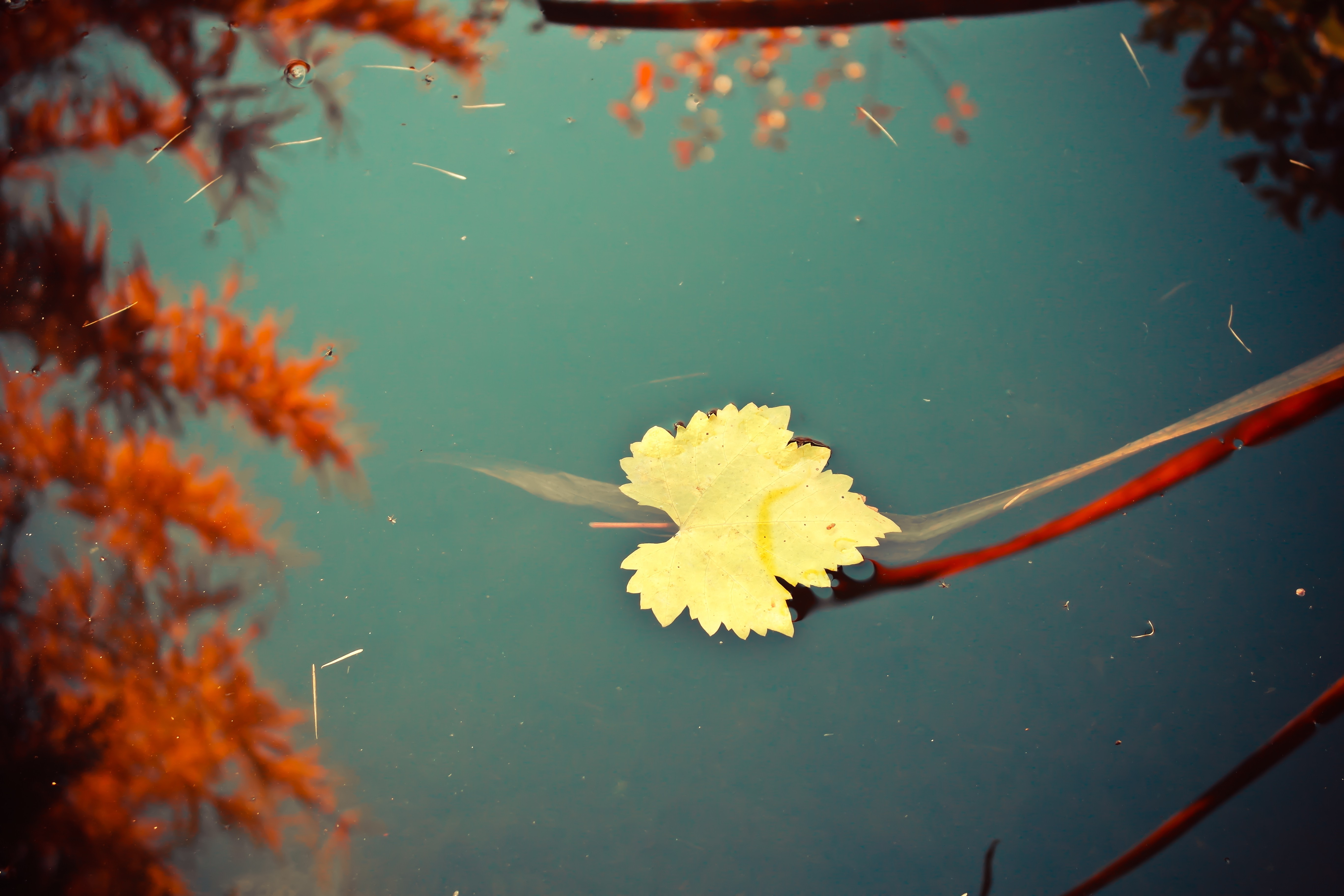 leaf, nature, HD Wallpaper
