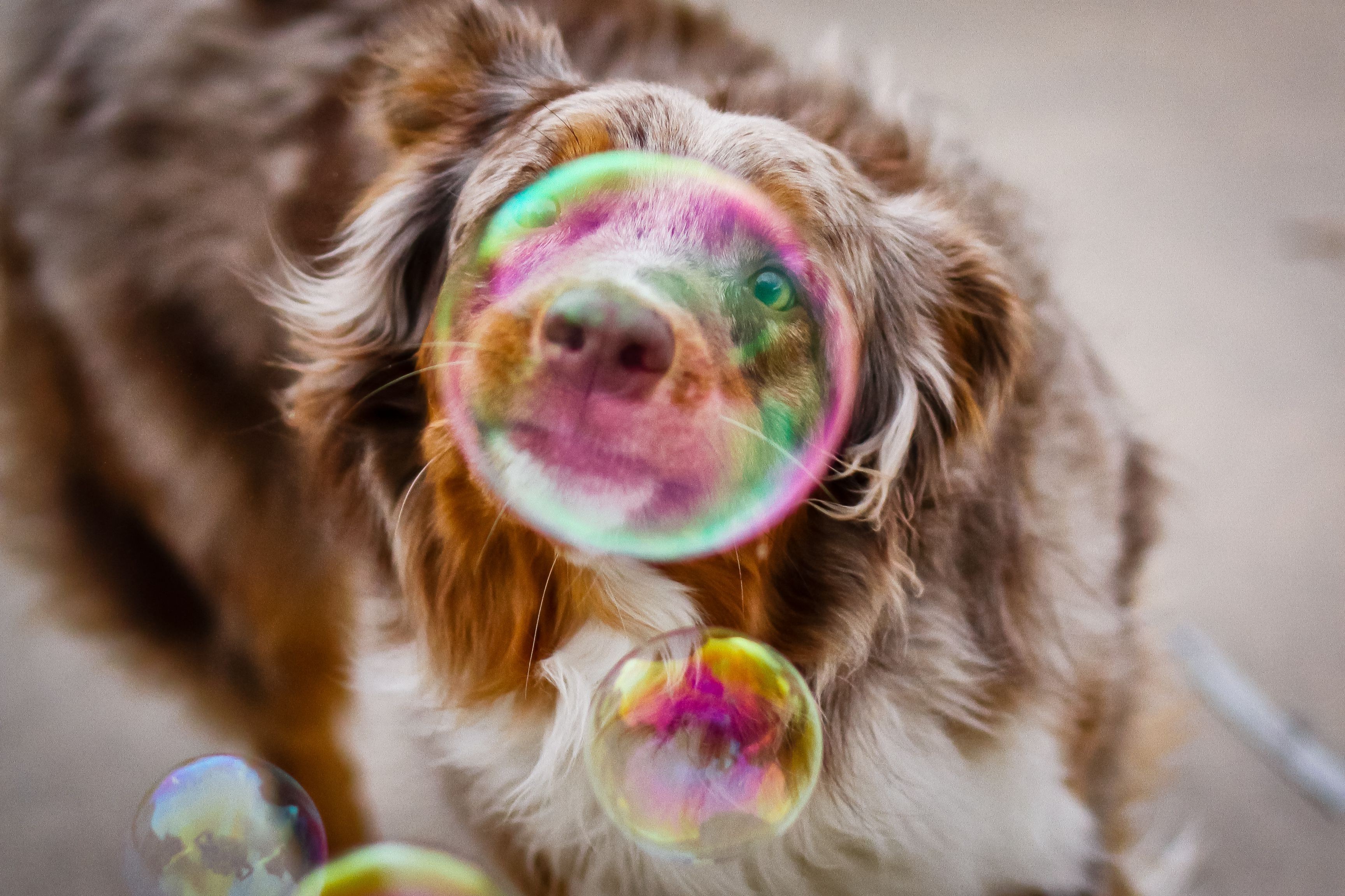 bubble, dog, photography, HD Wallpaper