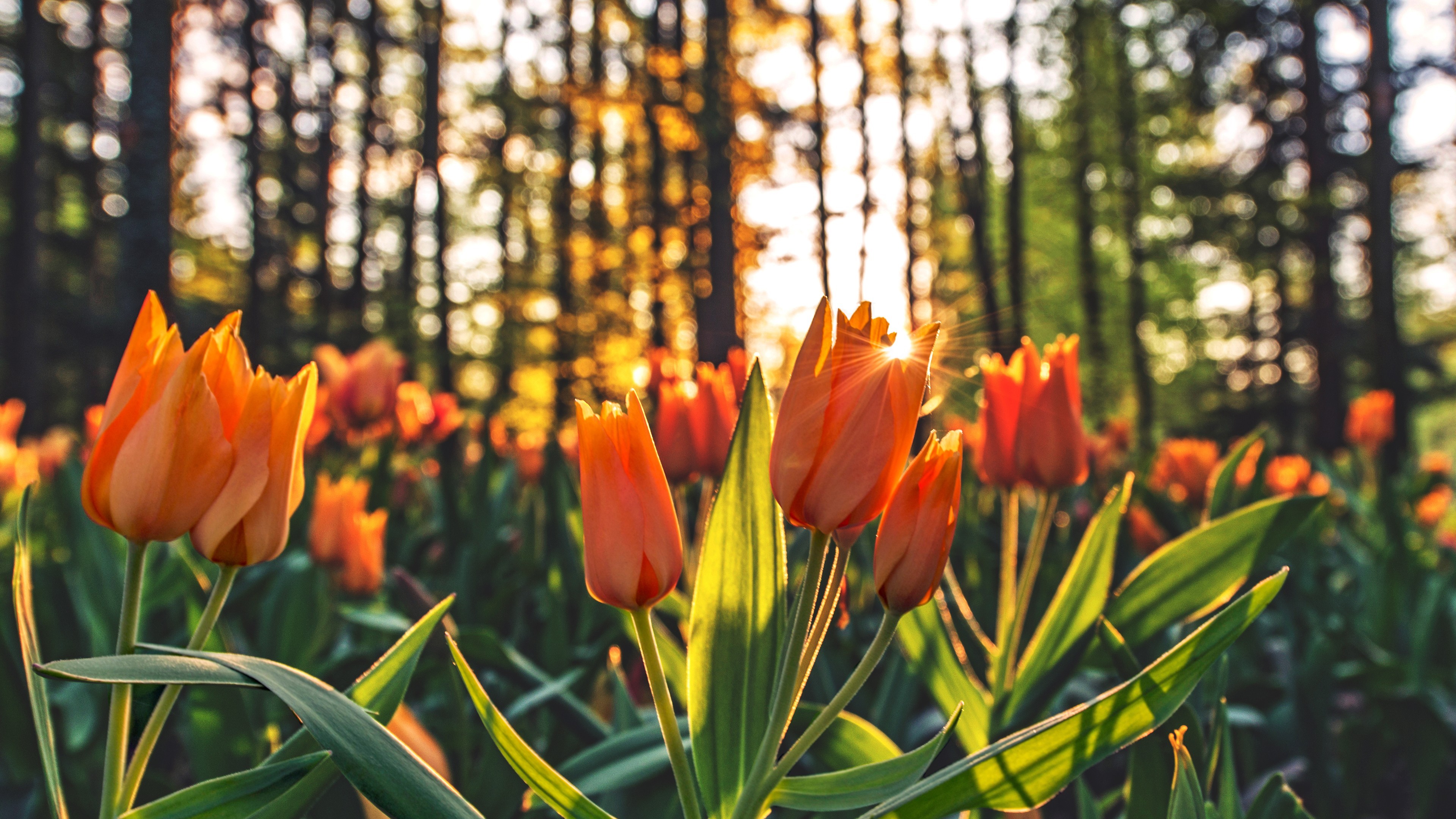 orange, flowers, tulips, HD Wallpaper