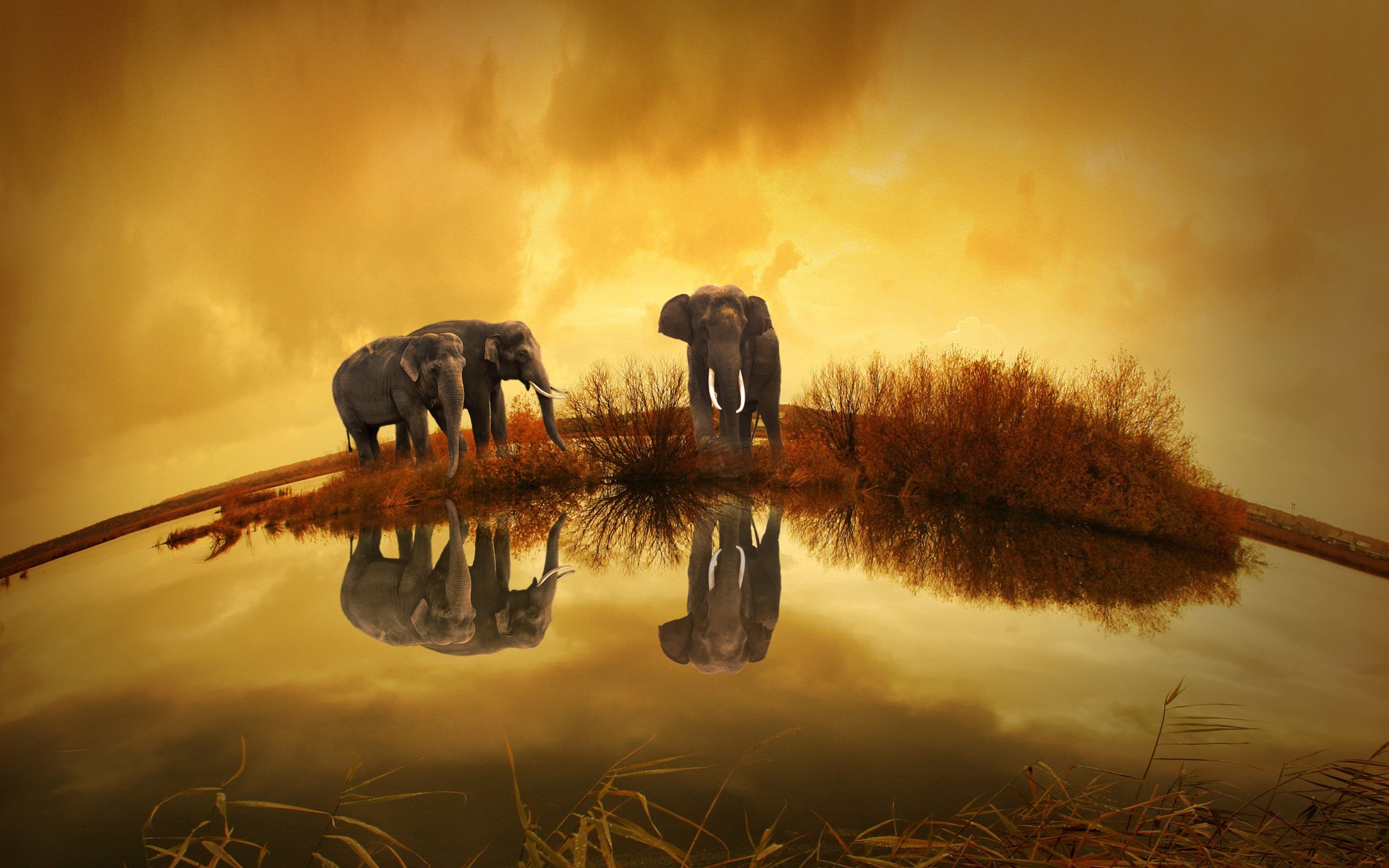 elephants, animals, thailand, HD Wallpaper