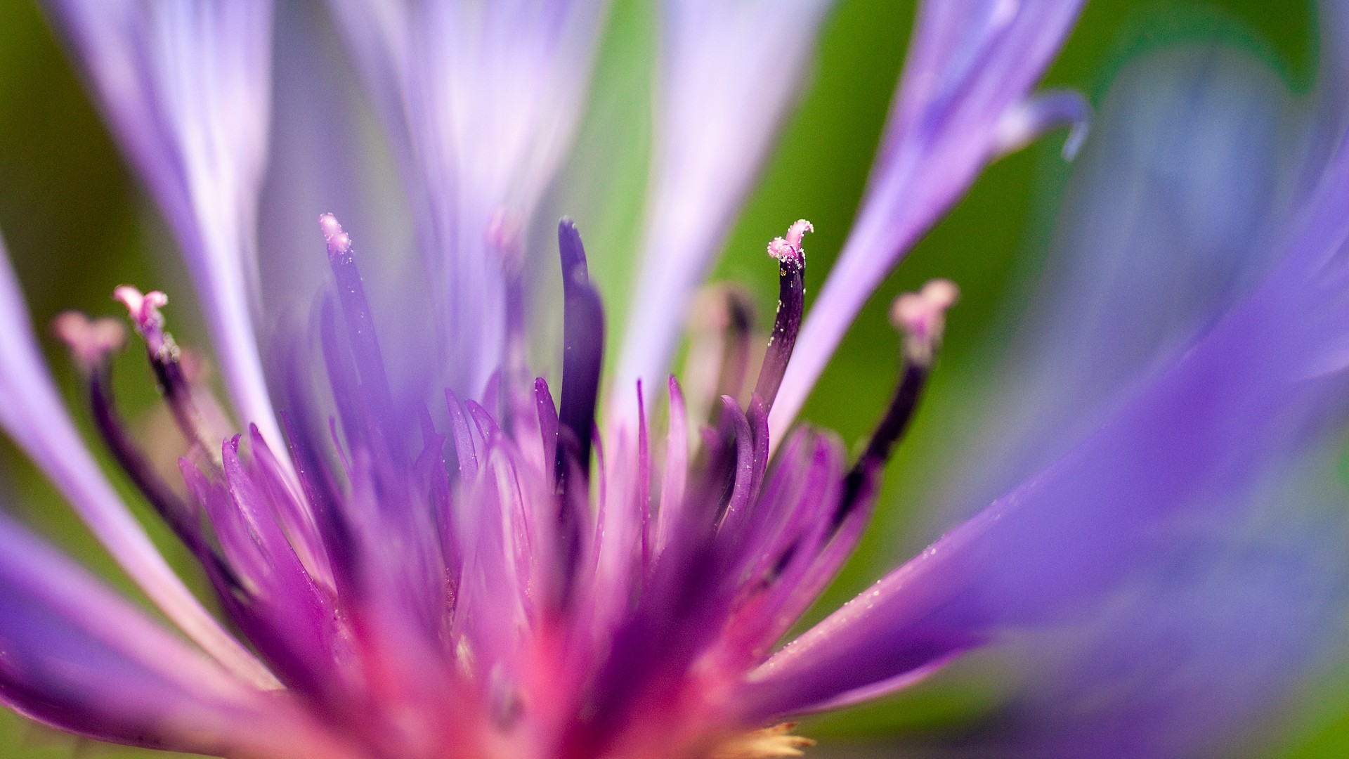 purple, flowers, HD Wallpaper