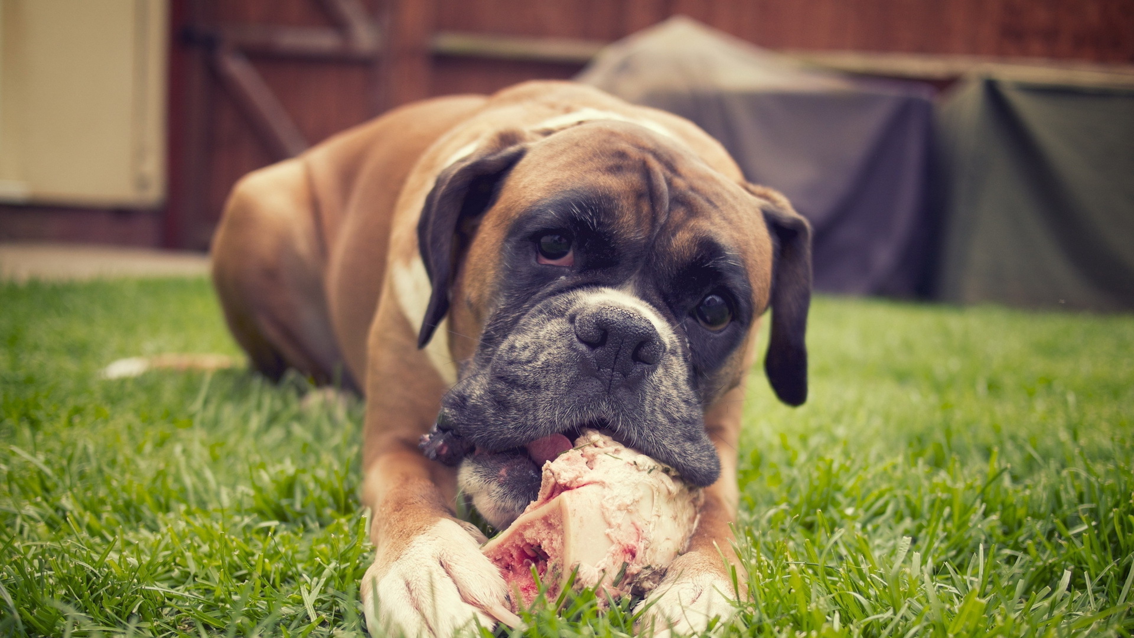 boxer, dog, animals, HD Wallpaper