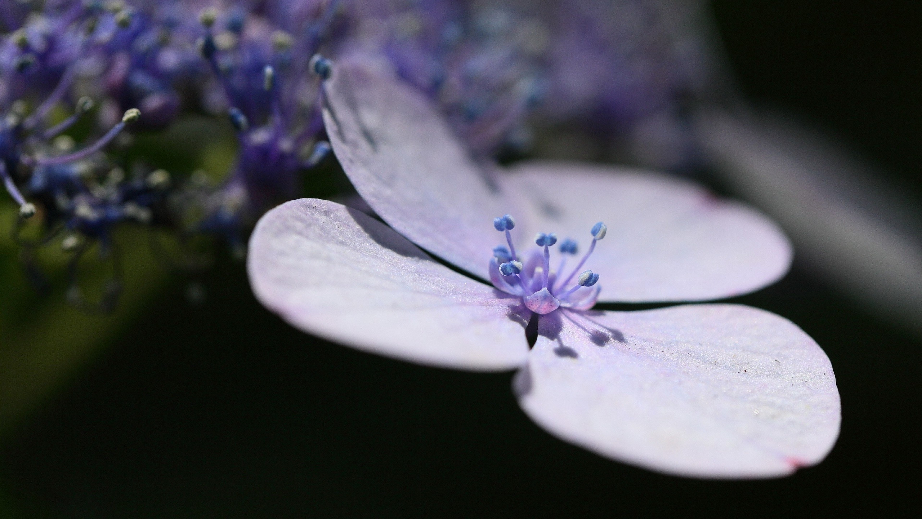 flowers, petals, lavender, HD Wallpaper