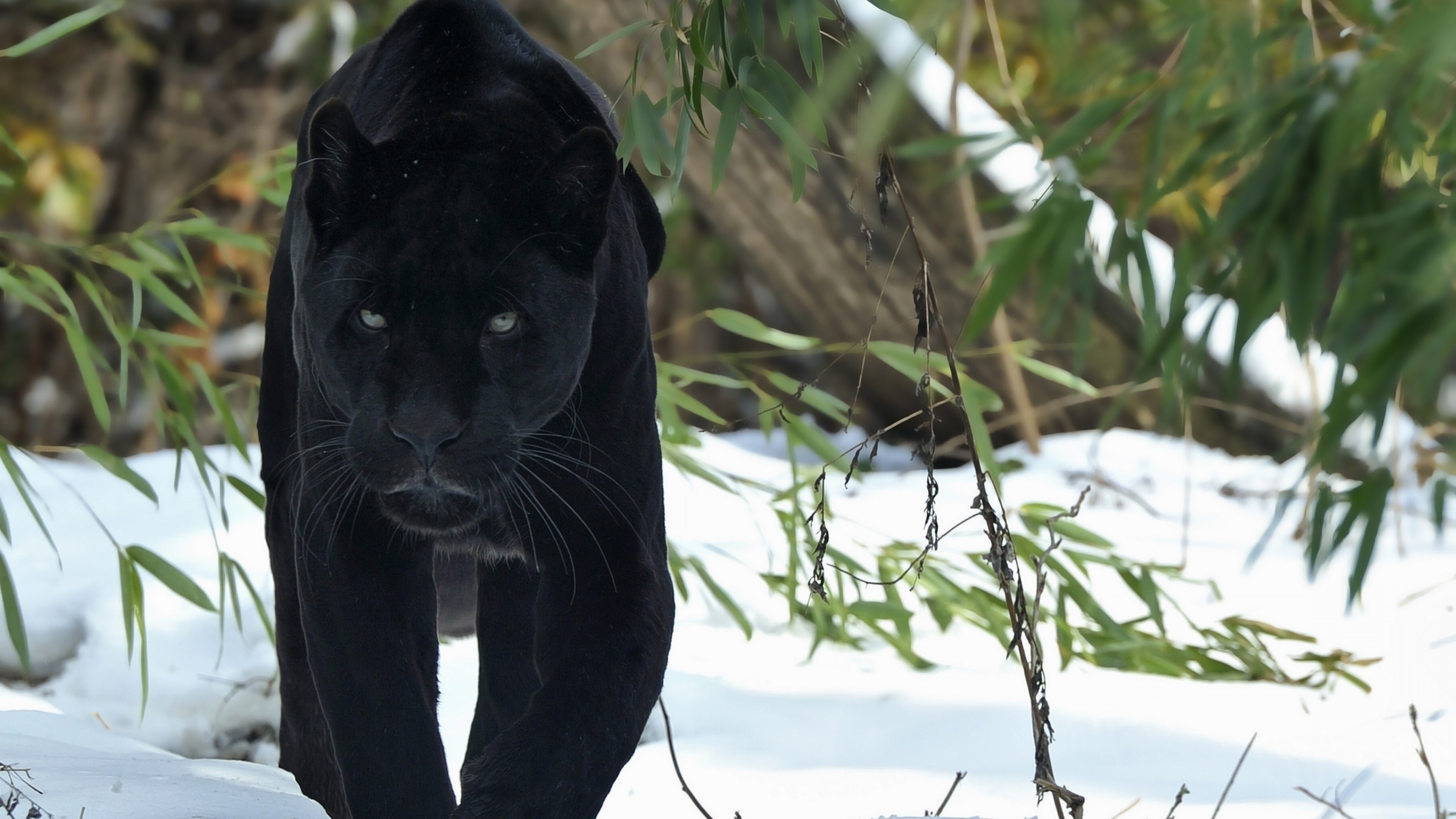 panther, black, animals, predator, HD Wallpaper